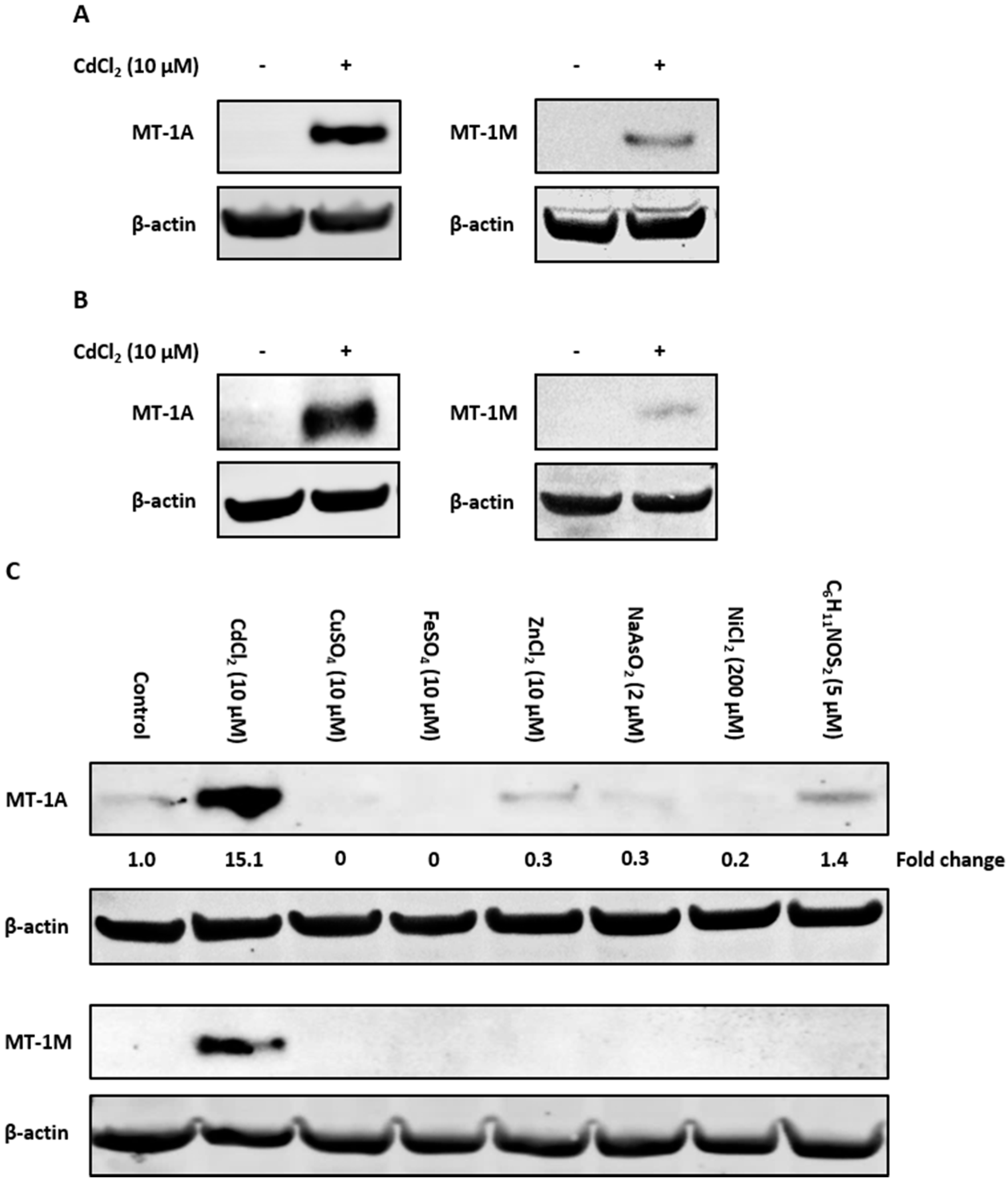 IJMS Free Full Text Specificity Of The Metallothionein 1 Response