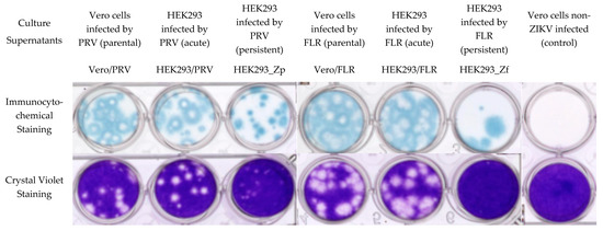 Ijms Free Full Text Comparative Genomics Infectivity And