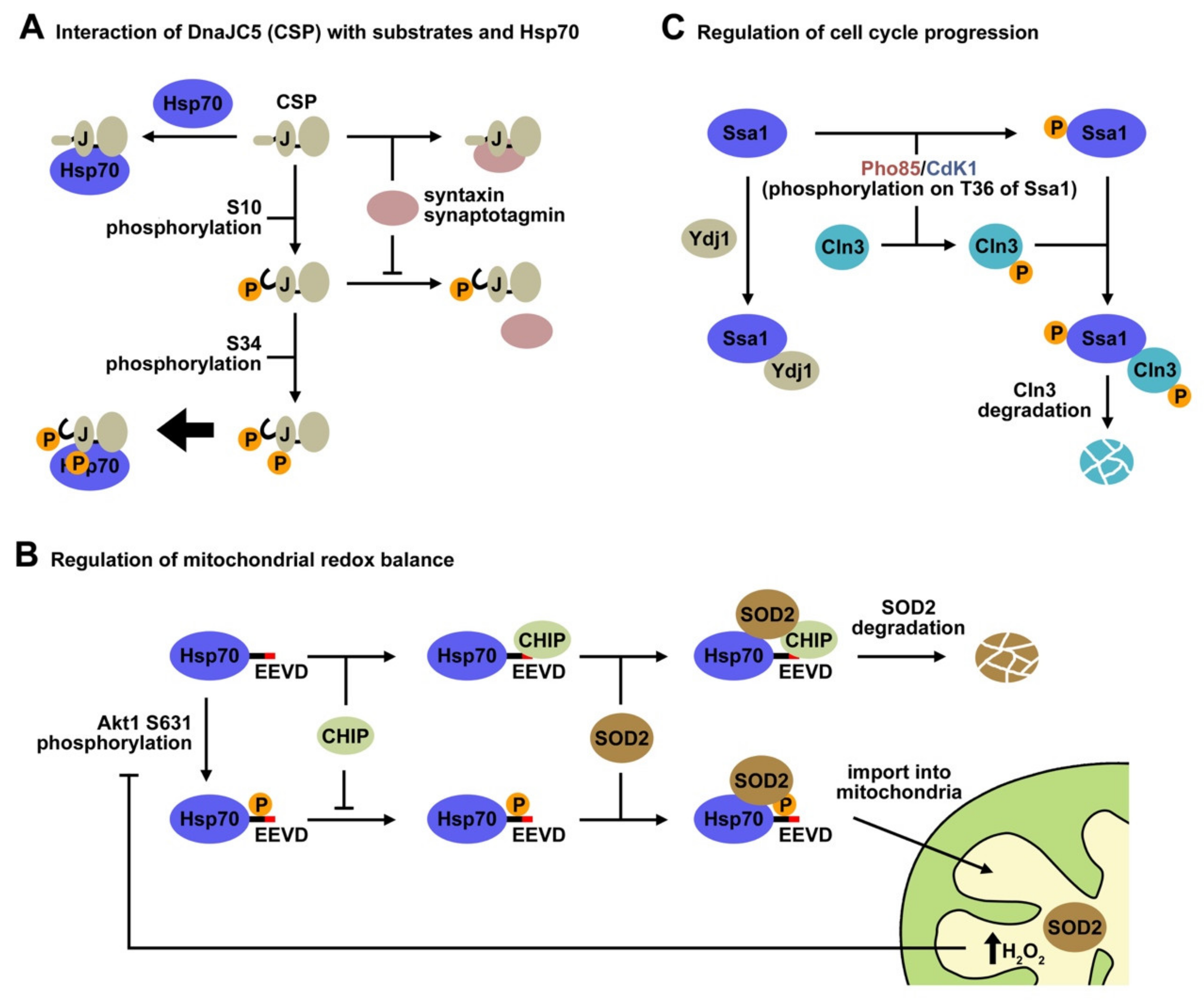 Ijms 20 04122 g003 Ijms 20 04122 g003