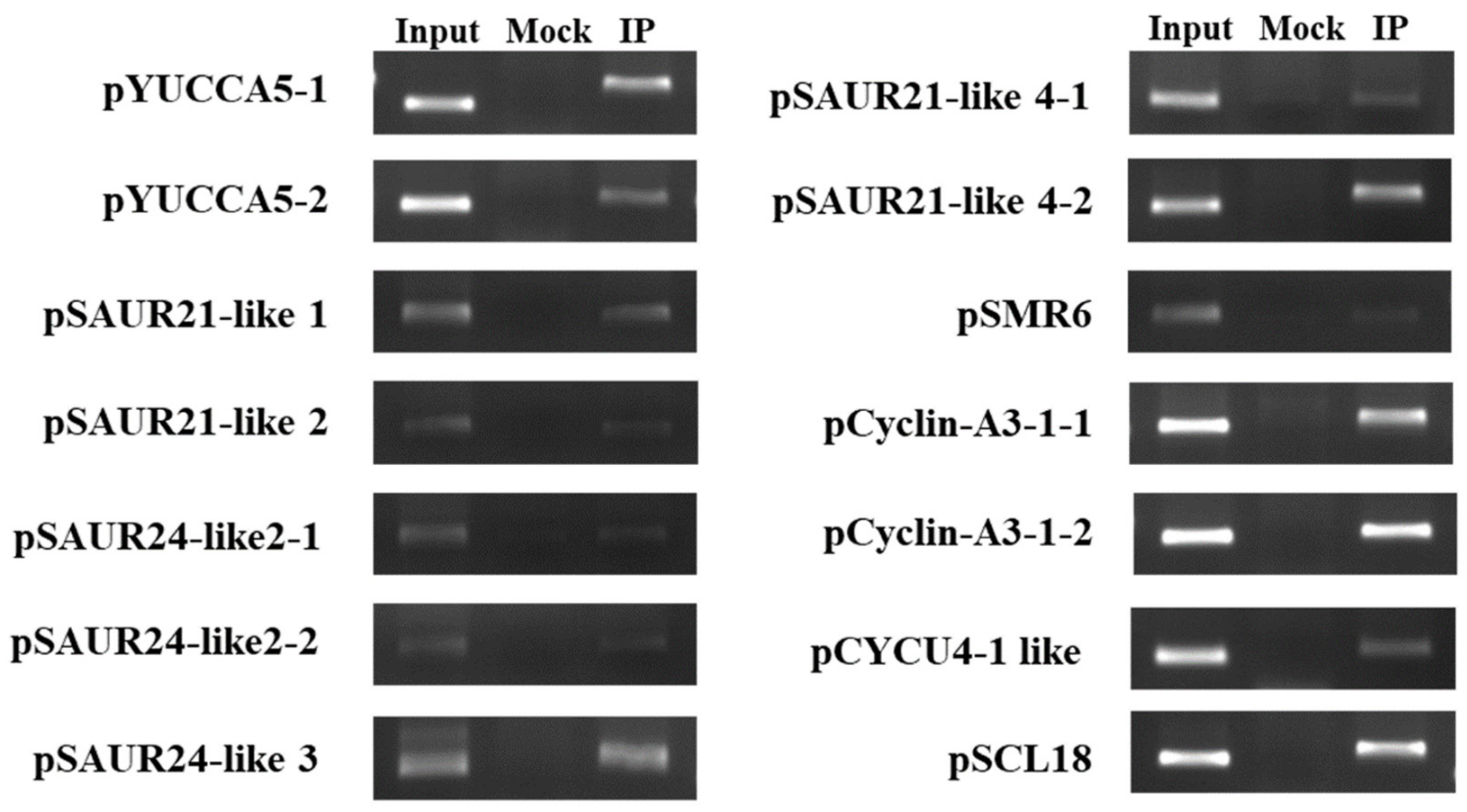 Ijms 20 04722 g007 Ijms 20 04722 g007