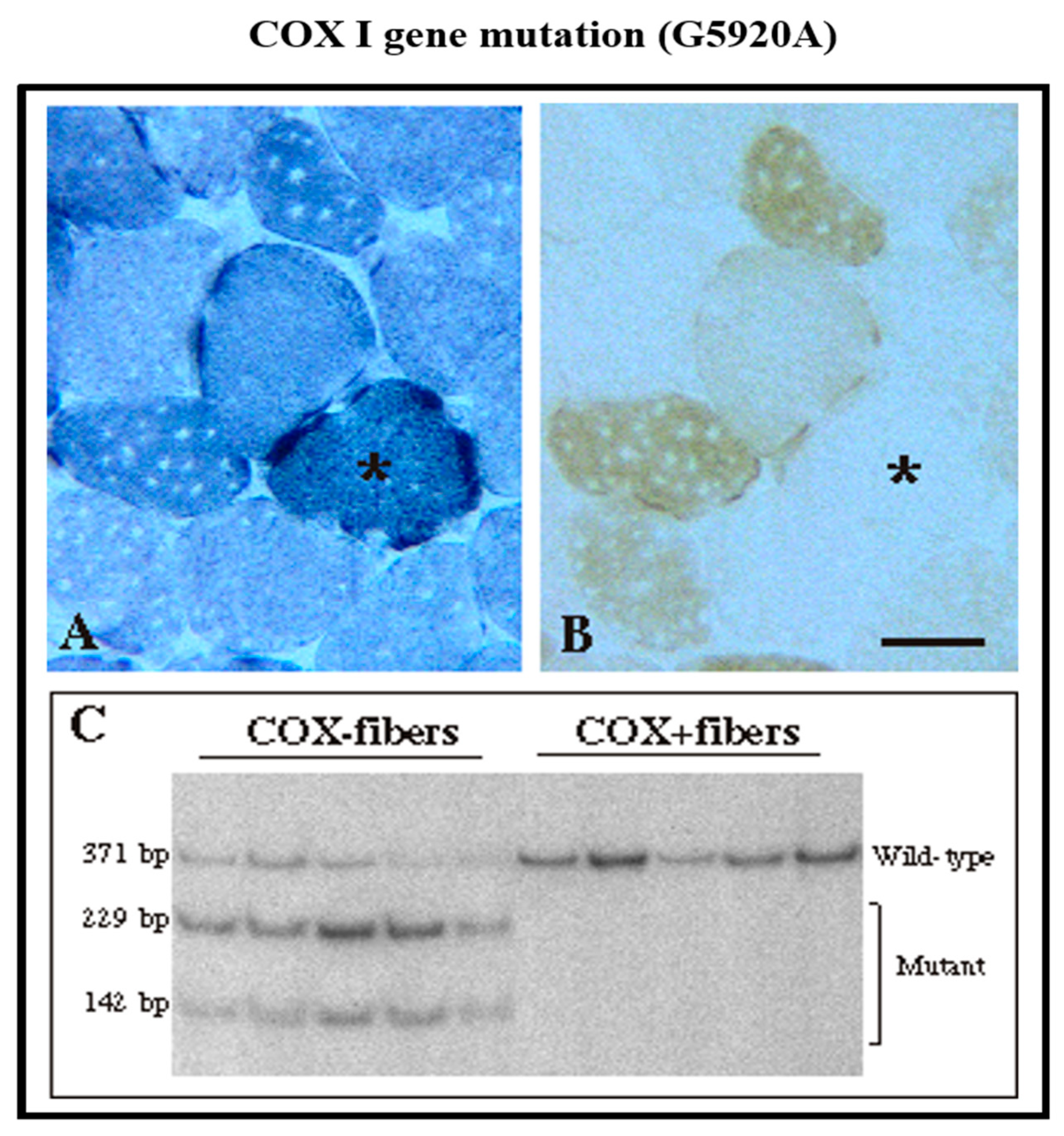 Ijms 20 05643 g003 Ijms 20 05643 g003