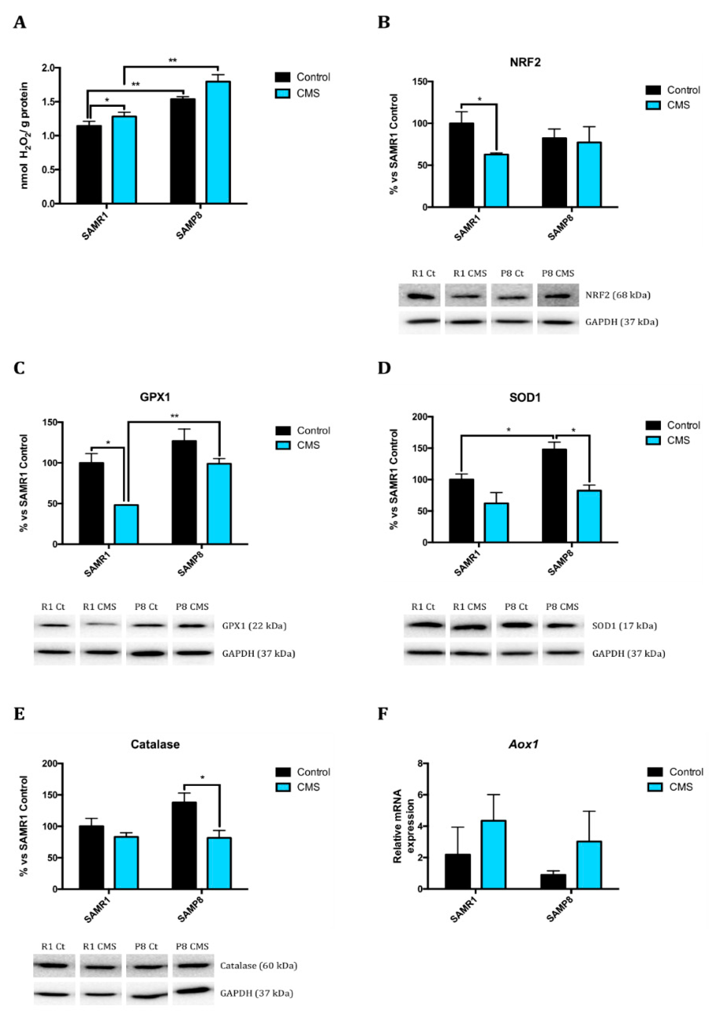 Ijms 21 01154 g003 Ijms 21 01154 g003