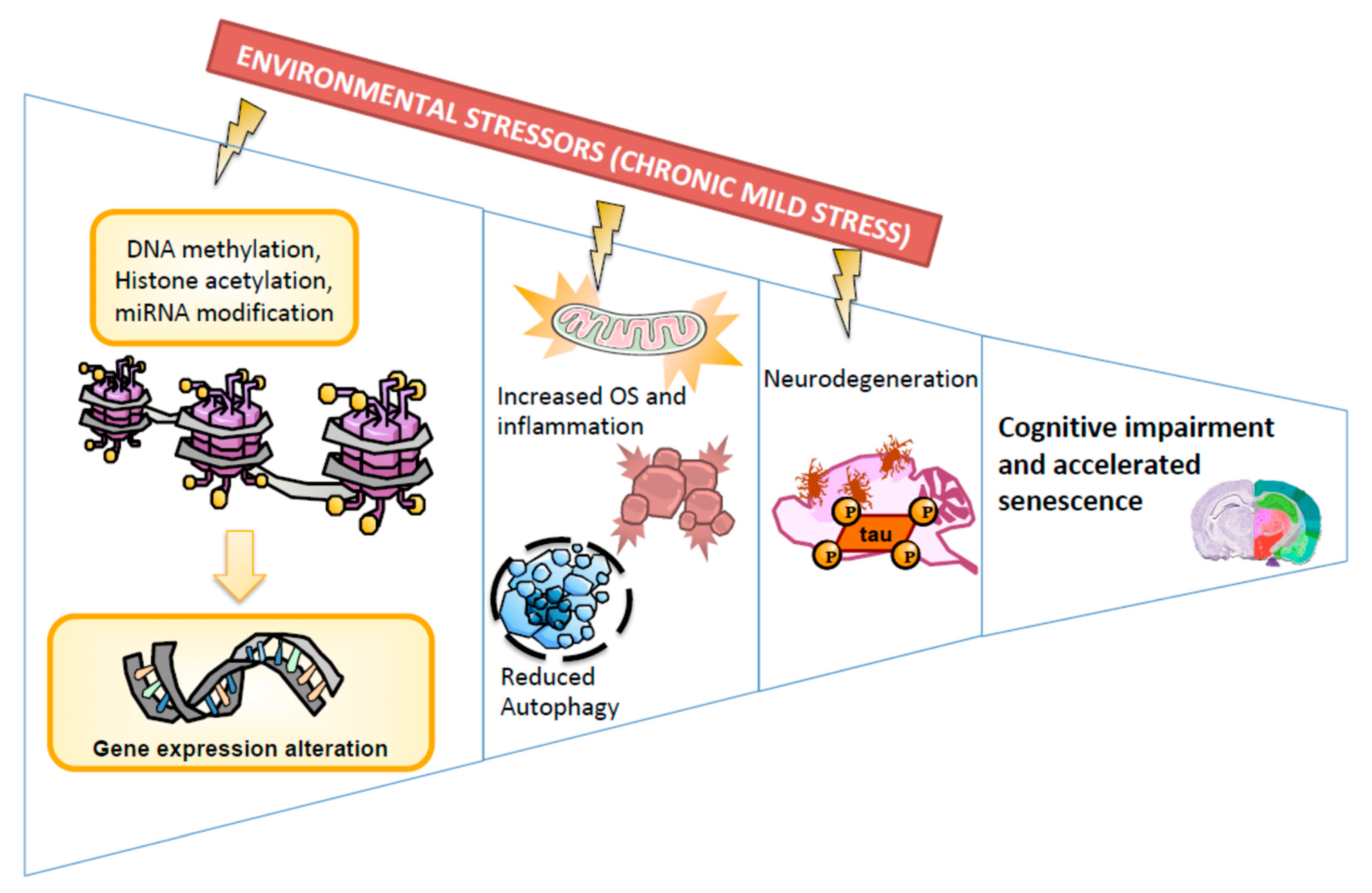Ijms 21 01154 g008 Ijms 21 01154 g008