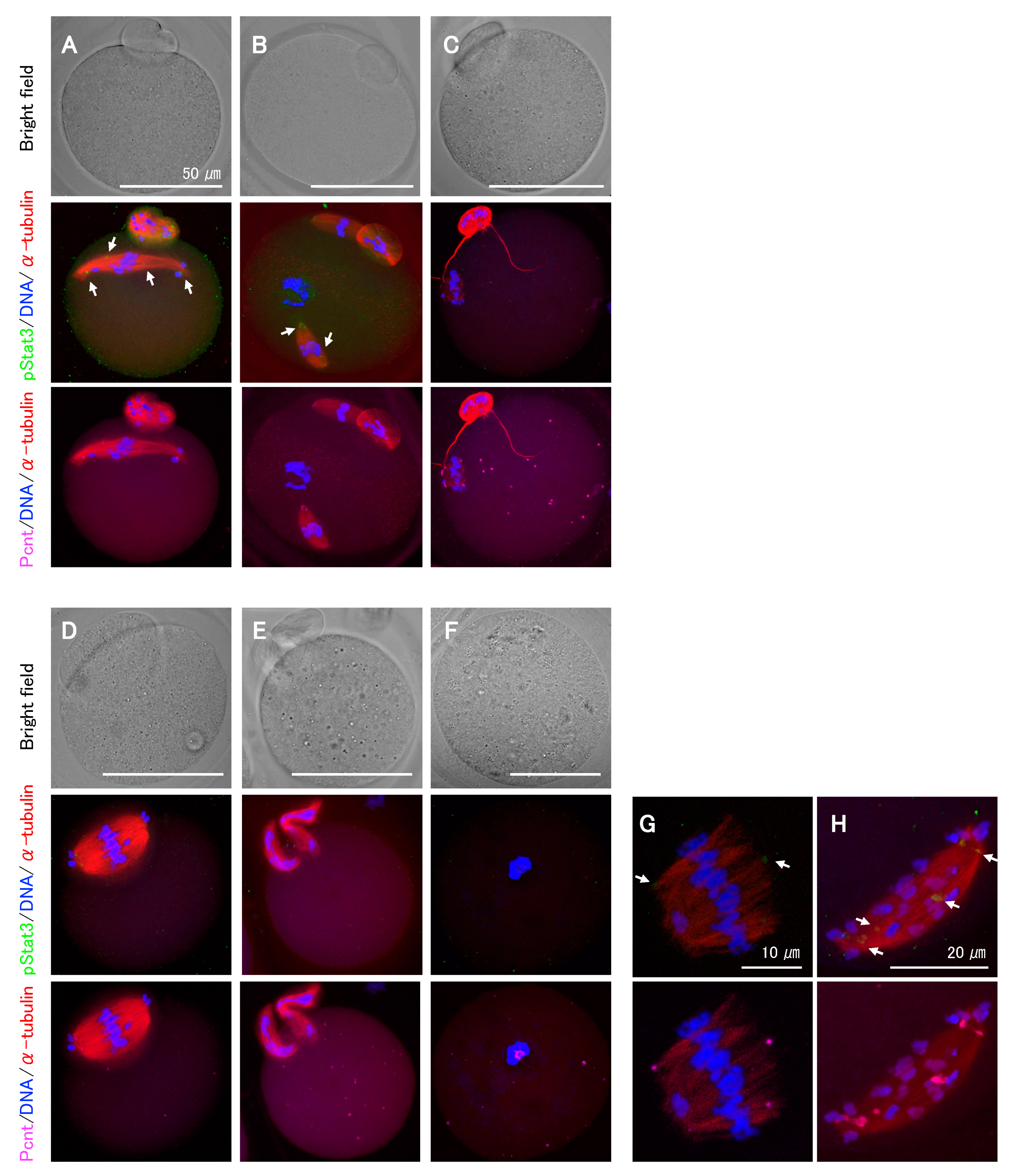 Ijms 21 01220 g004 Ijms 21 01220 g004