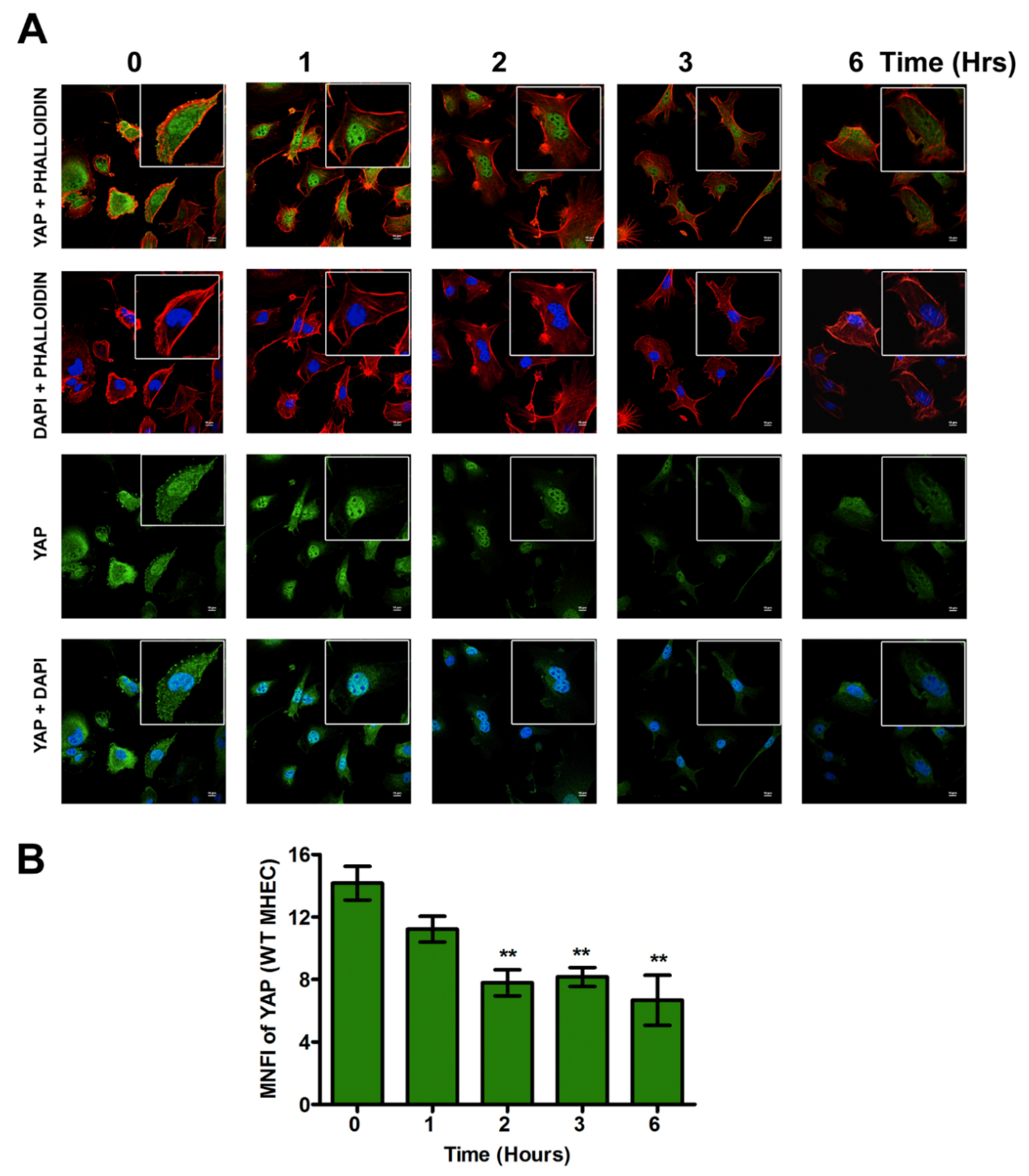 Ijms 21 04912 g002 Ijms 21 04912 g002
