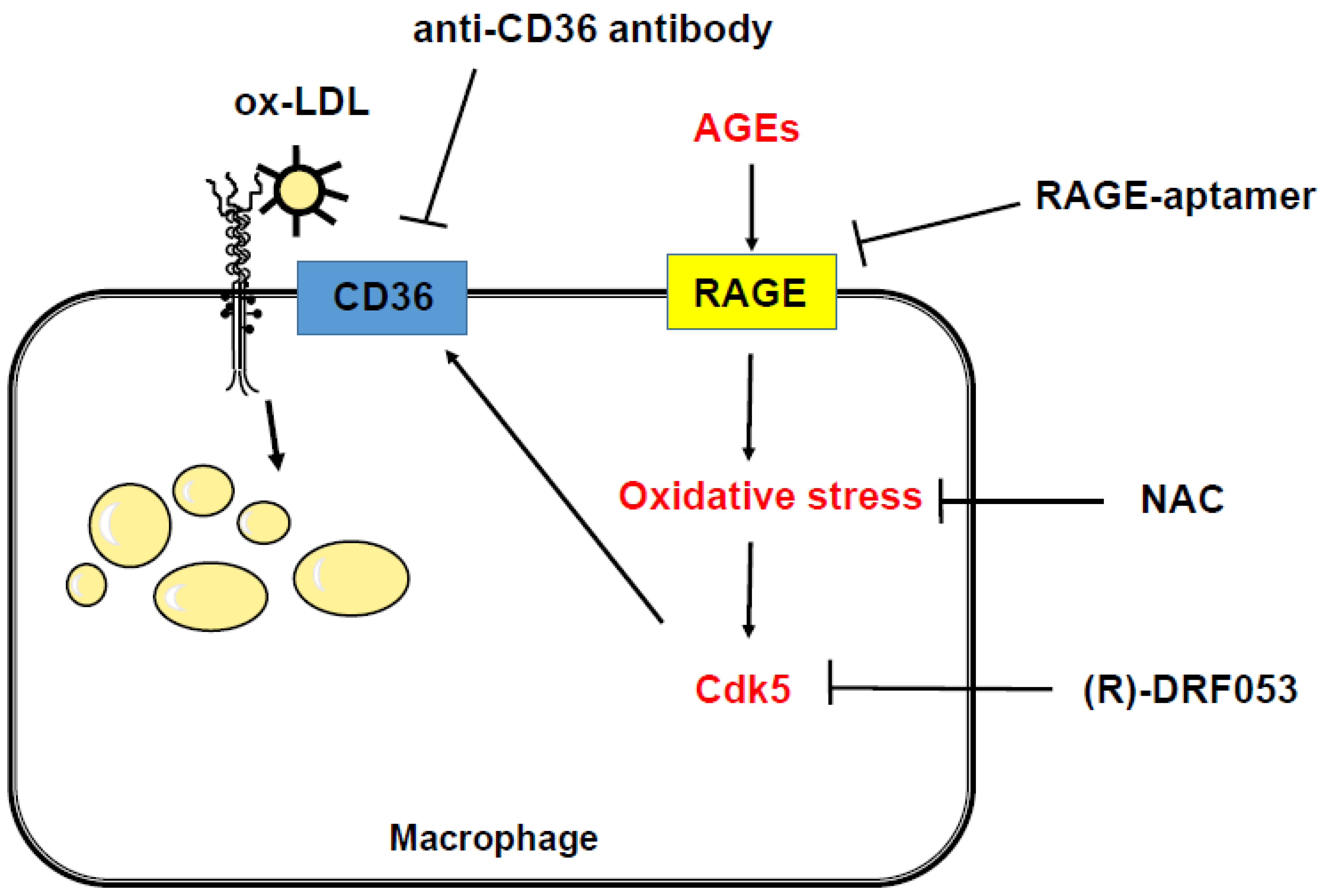 Ijms Free Full Text Age Rage Axis Stimulates Oxidized Ldl Uptake