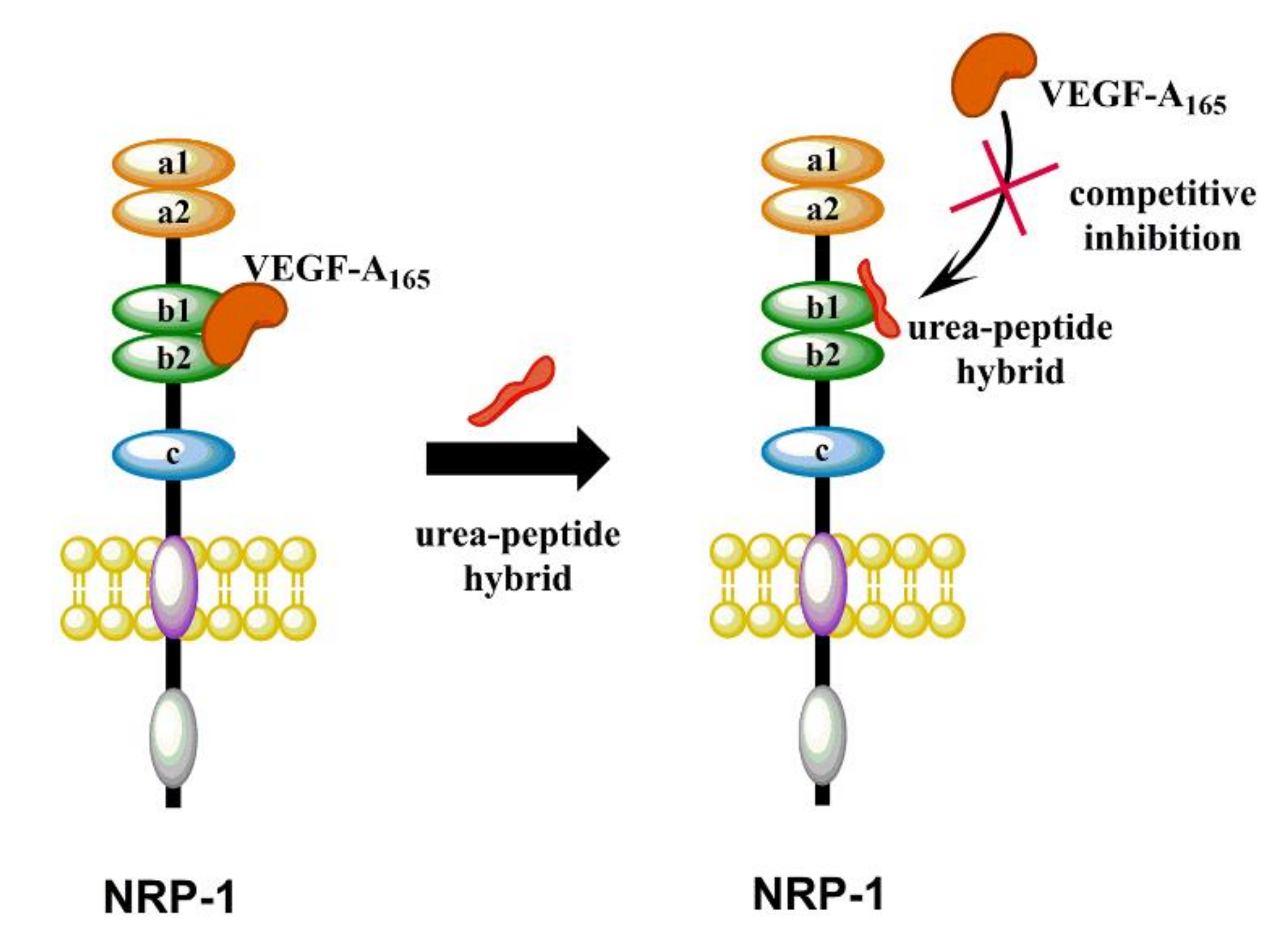 Ijms Free Full Text Urea Peptide Hybrids As Vegf A Nrp Complex