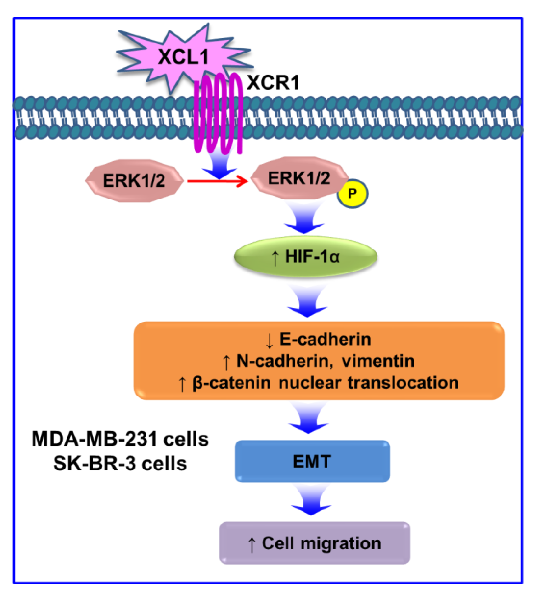 IJMS Free Full Text Involvement of the ERK HIF 1α EMT Pathway in