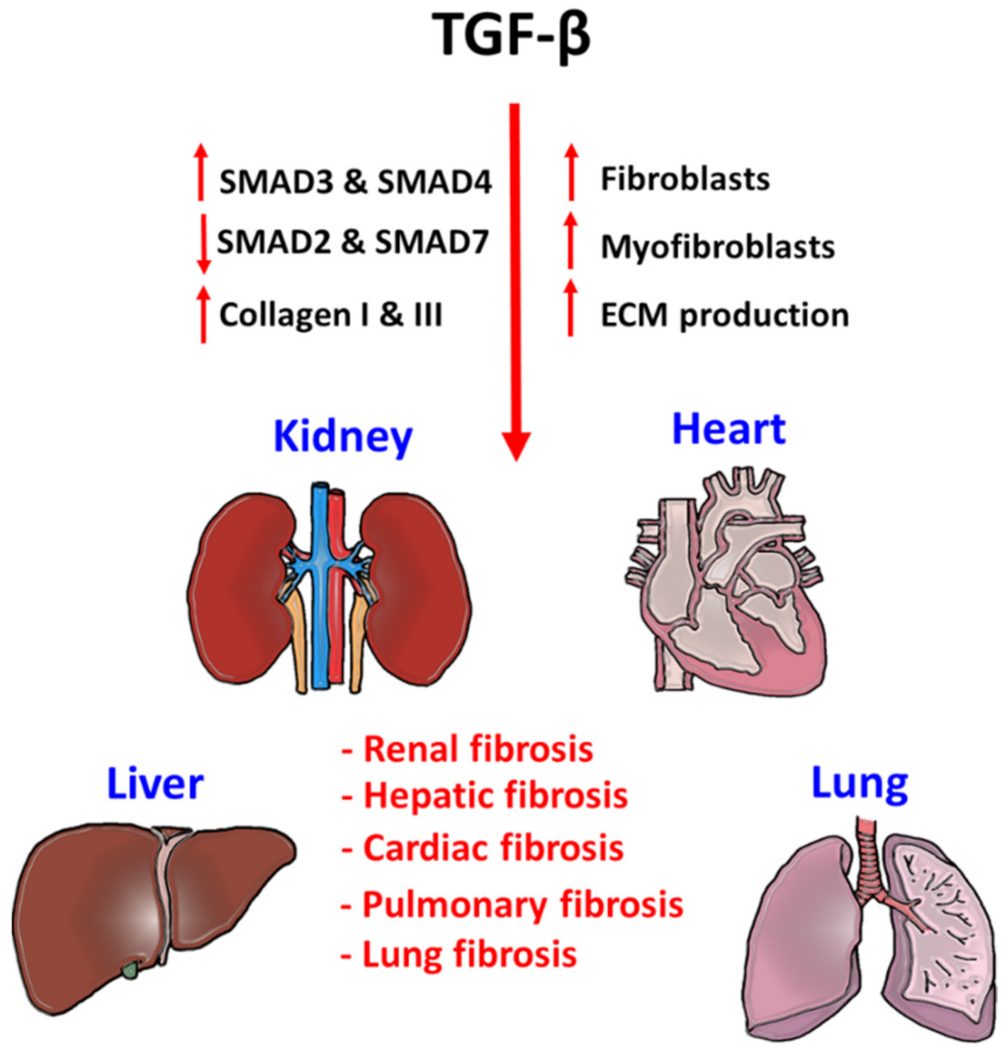 TGF β Signaling From Tissue Fibrosis to Tumor Microenvironment