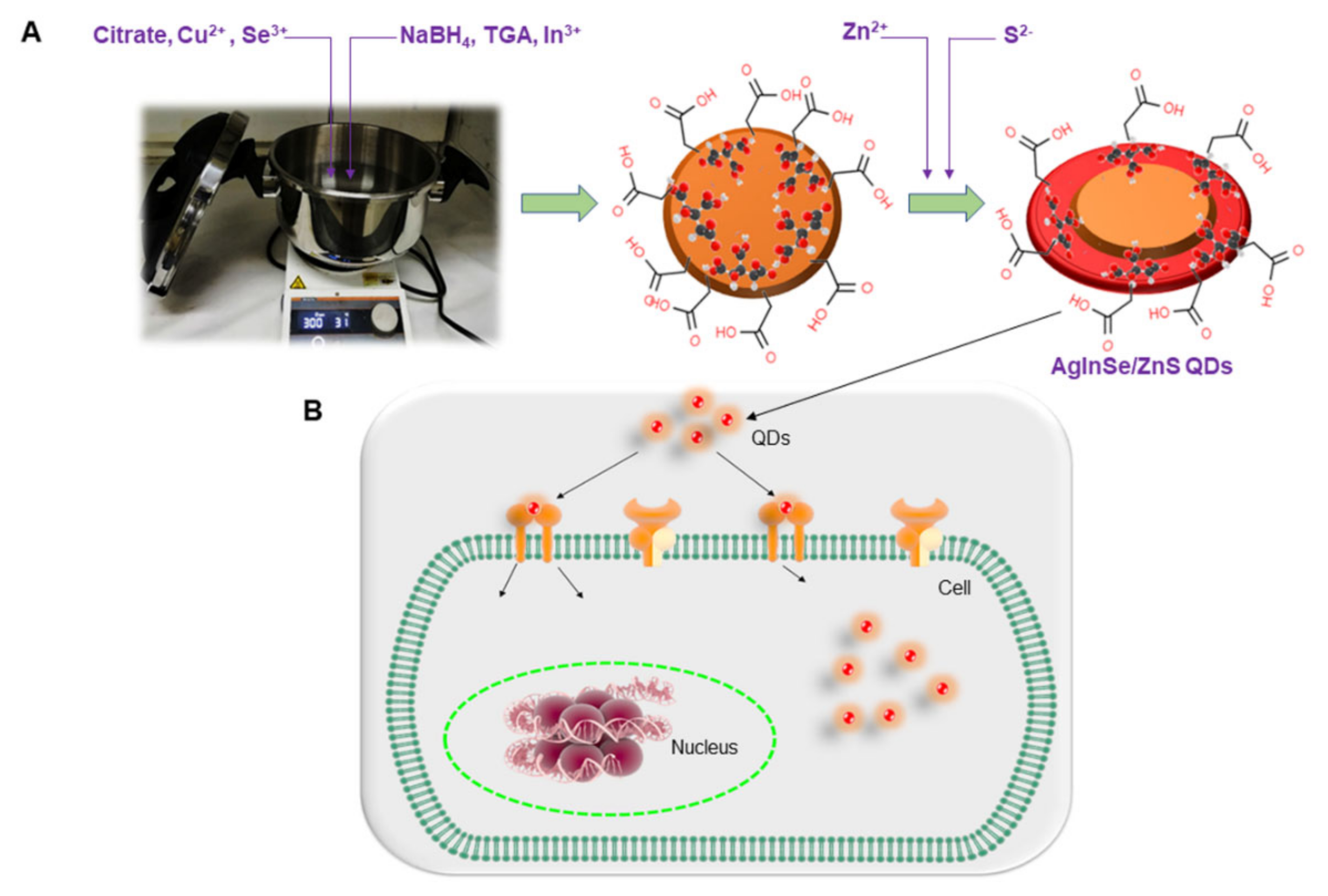 Ijms 22 12514 sch001