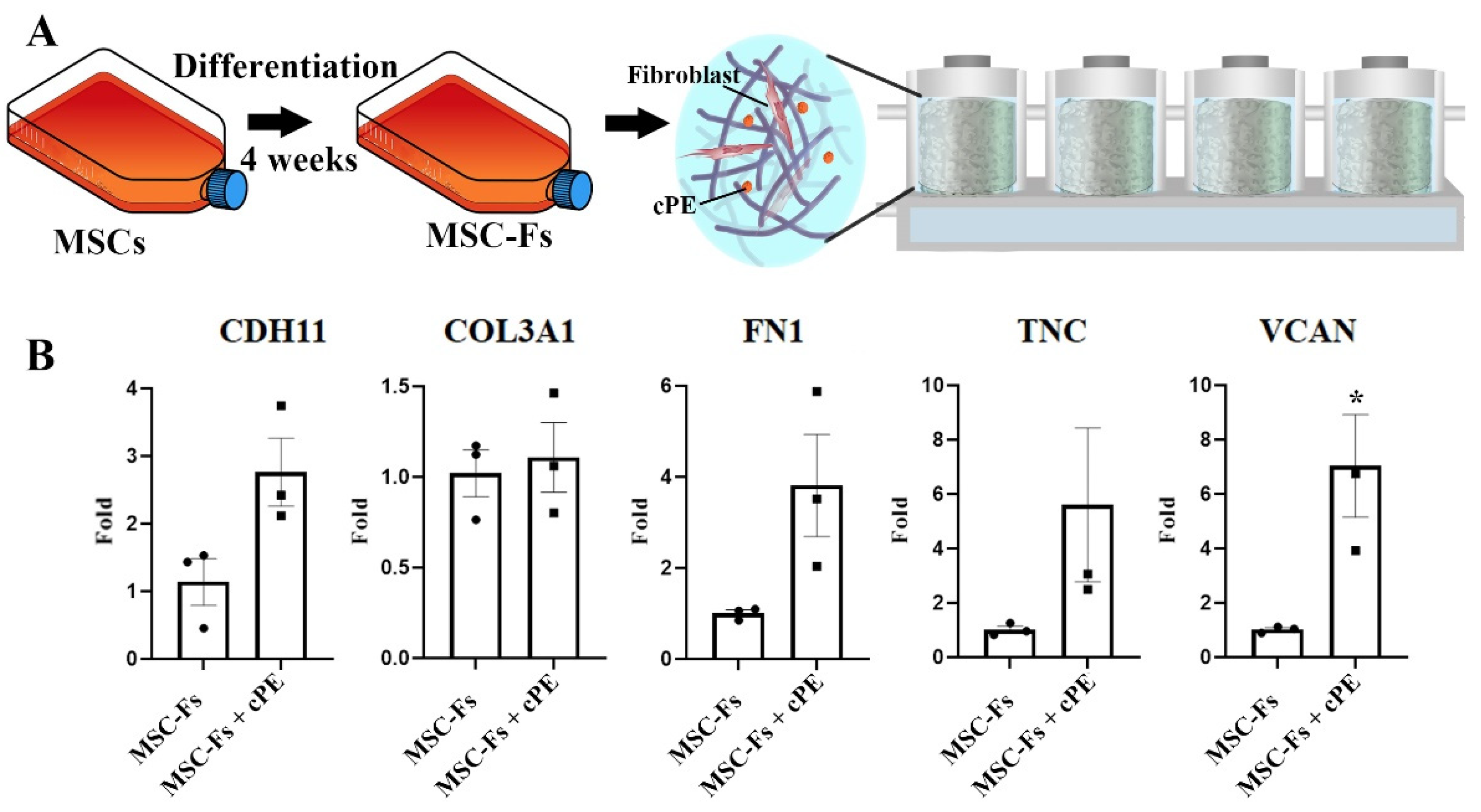 IJMS Free Full Text Macrophages Modulate The Function Of MSC And