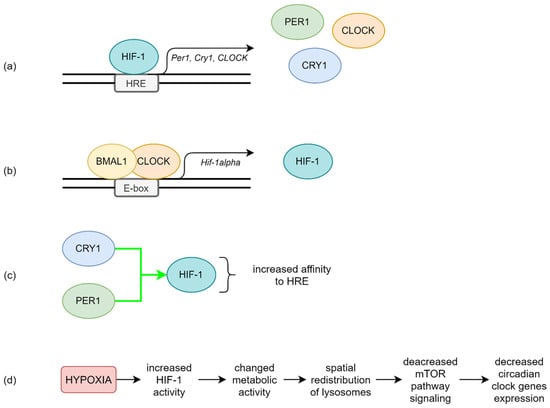 IJMS Free Full Text Disruption Of Circadian Rhythm Genes In