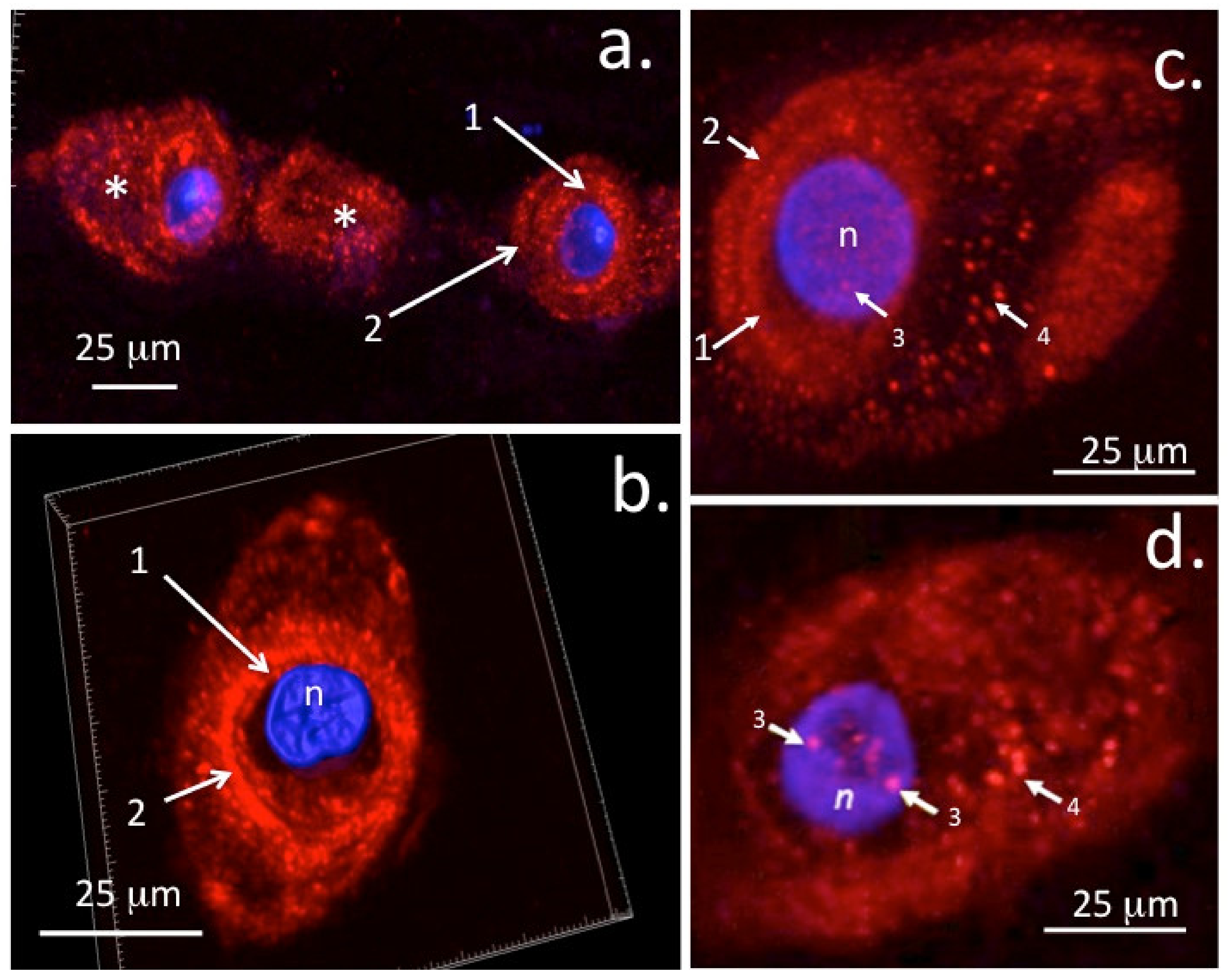 Ijms Free Full Text Regulation Of Fgf Fgf And Transcription