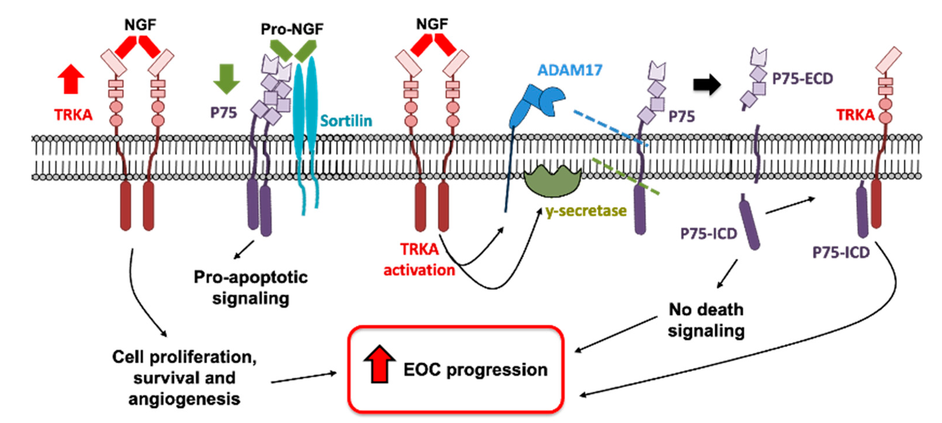 IJMS Free Full Text NGF TRKA Promotes ADAM17 Dependent Cleavage Of