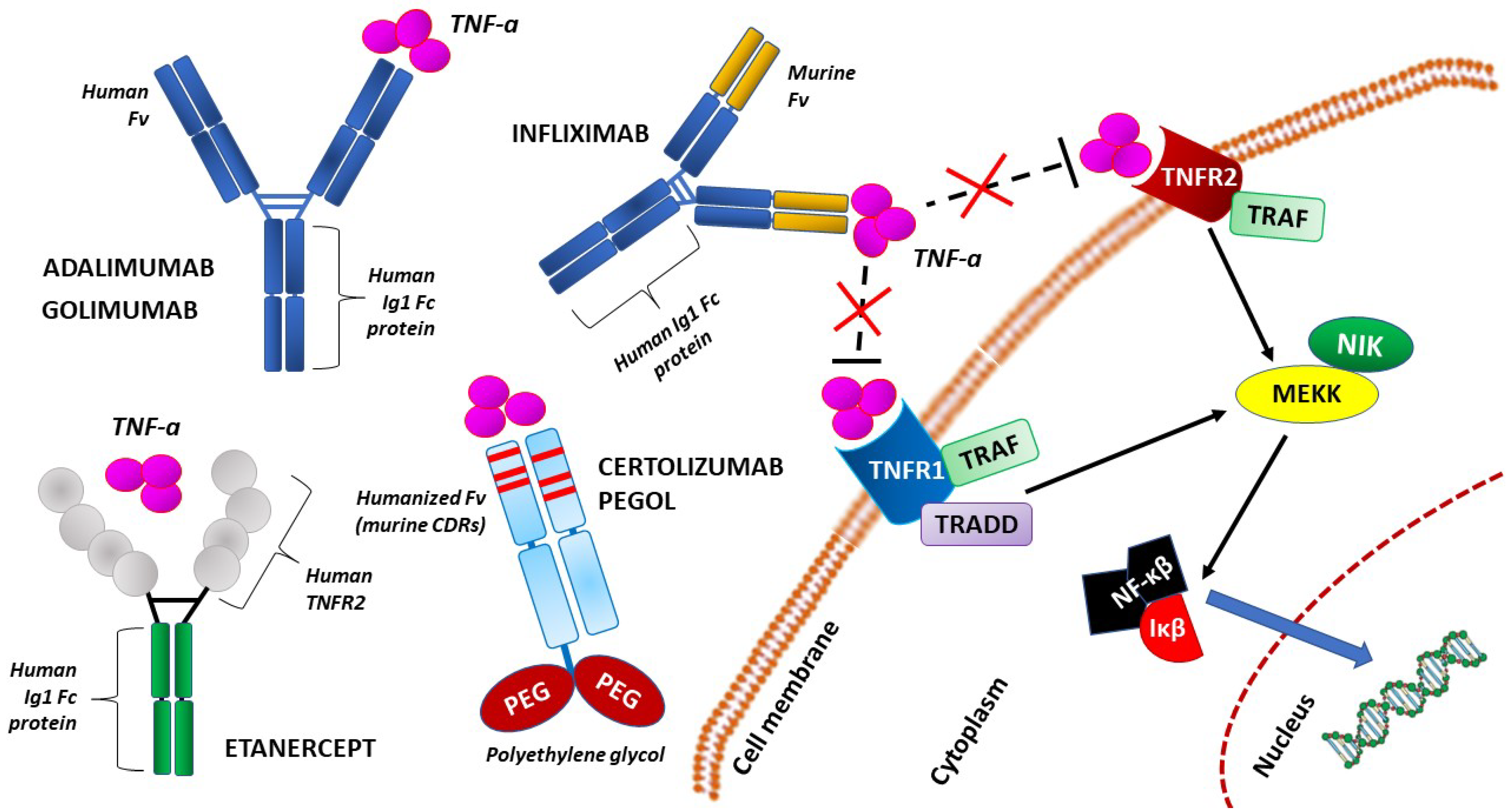 Reproductive Immunology And Pregnancy