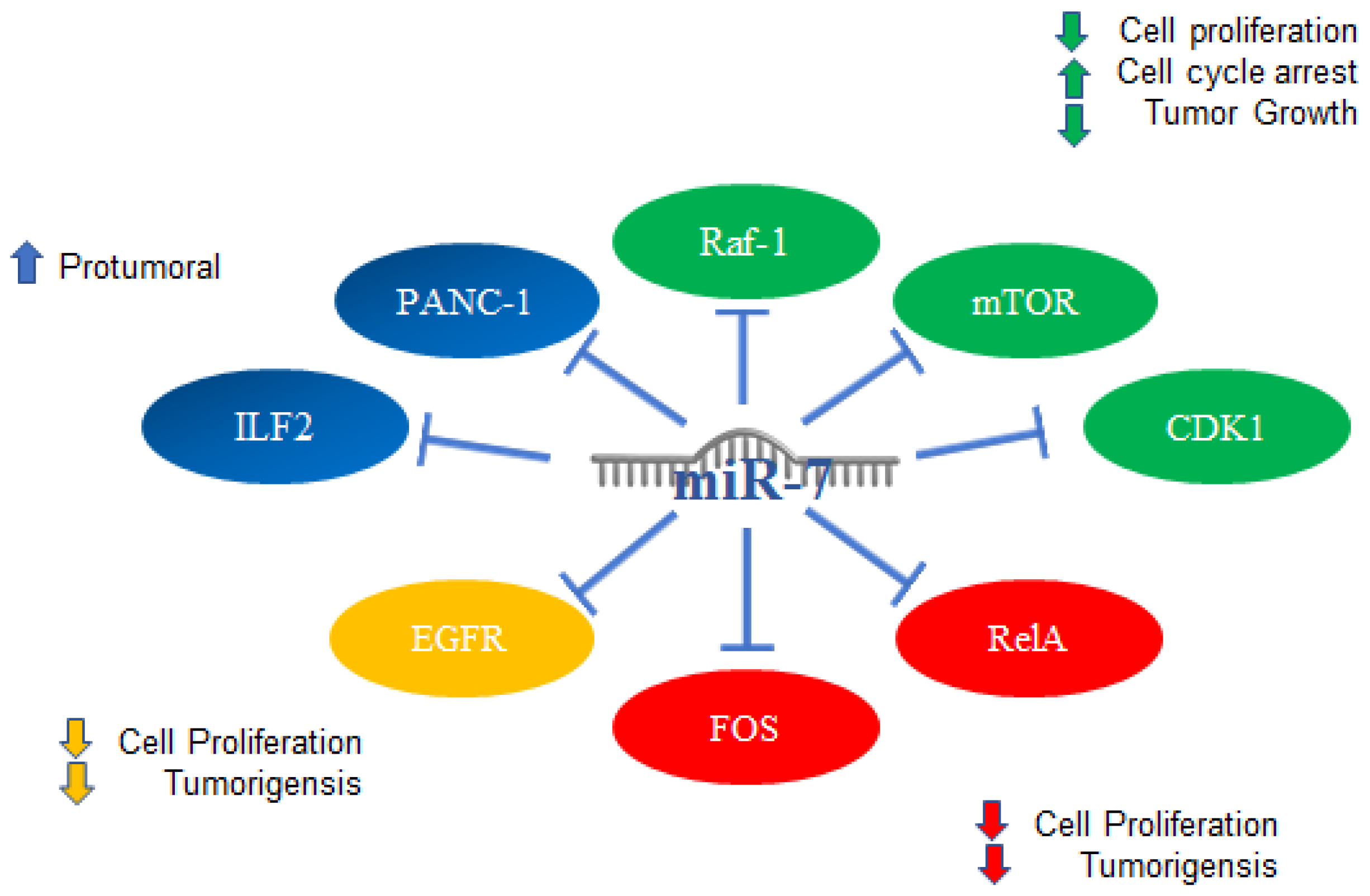 Ijms Free Full Text Role Of Microrna Mir In Cancer