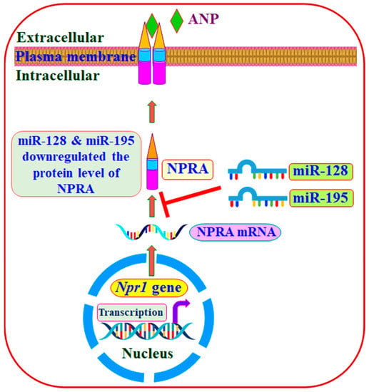 Ijms Free Full Text Ligand Dependent Downregulation Of Guanylyl