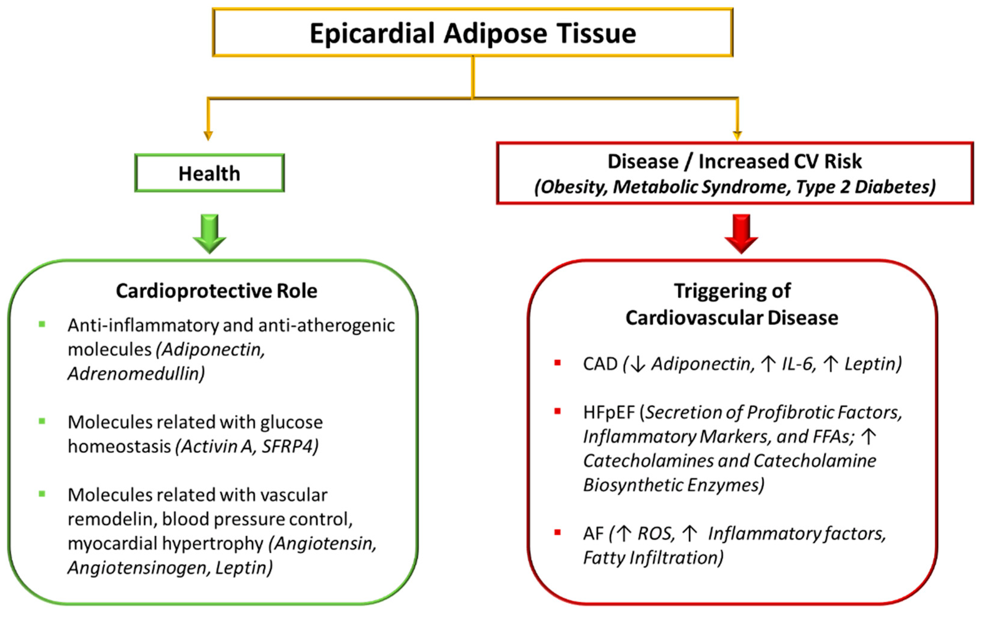 IJMS Free Full Text Impact Of Dysfunctional Adipose Tissue Depots