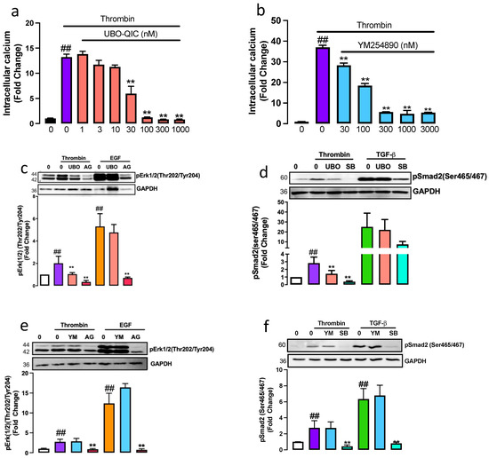 Ijms Free Full Text G Q Is The Specific Mediator Of Par