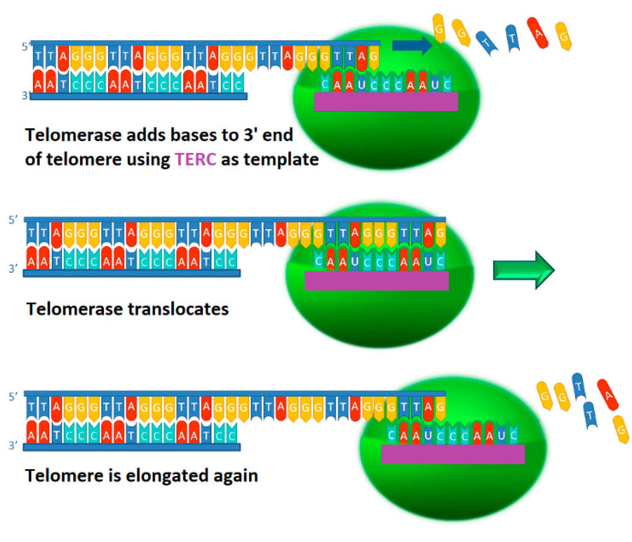 Many Functions Of Telomerase Components Certainties Doubts And