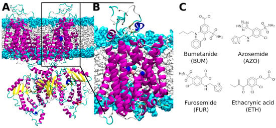 IJMS Free Full Text Role Of Monovalent Ions In The NKCC1 Inhibition