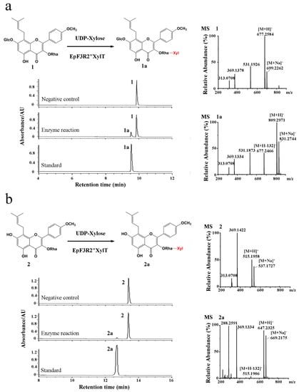 Ijms Free Full Text A Novel O Rhamnoside O Xylosyltransferase