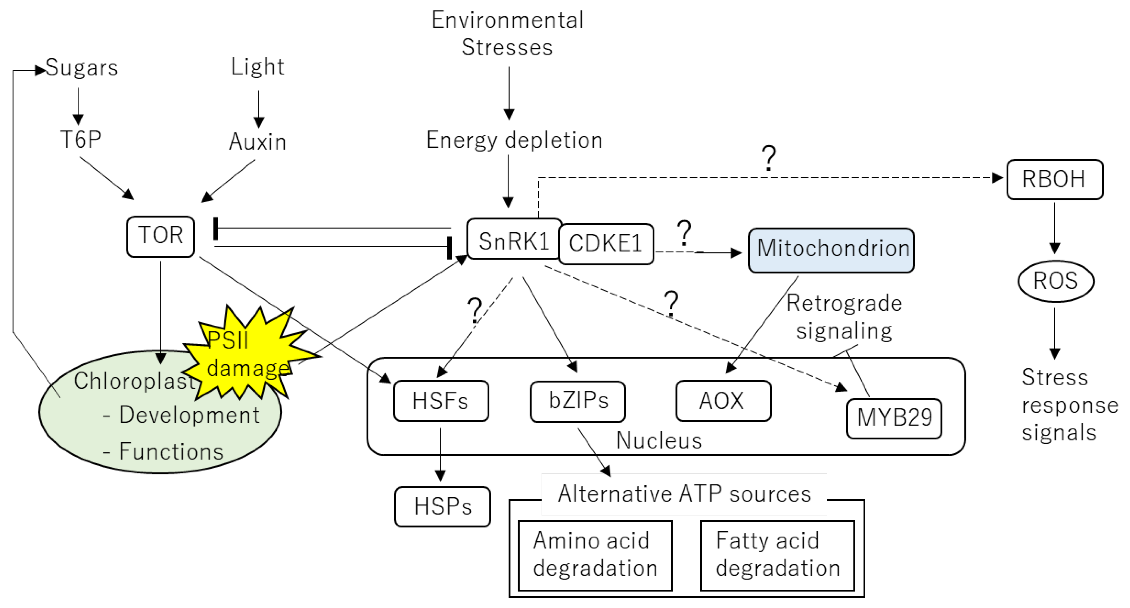 Ijms 24 01356 g004 Ijms 24 01356 g004