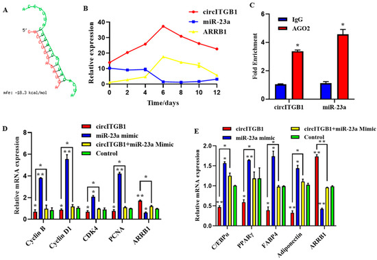 IJMS Free Full Text CircITGB1 Regulates Adipocyte Proliferation And