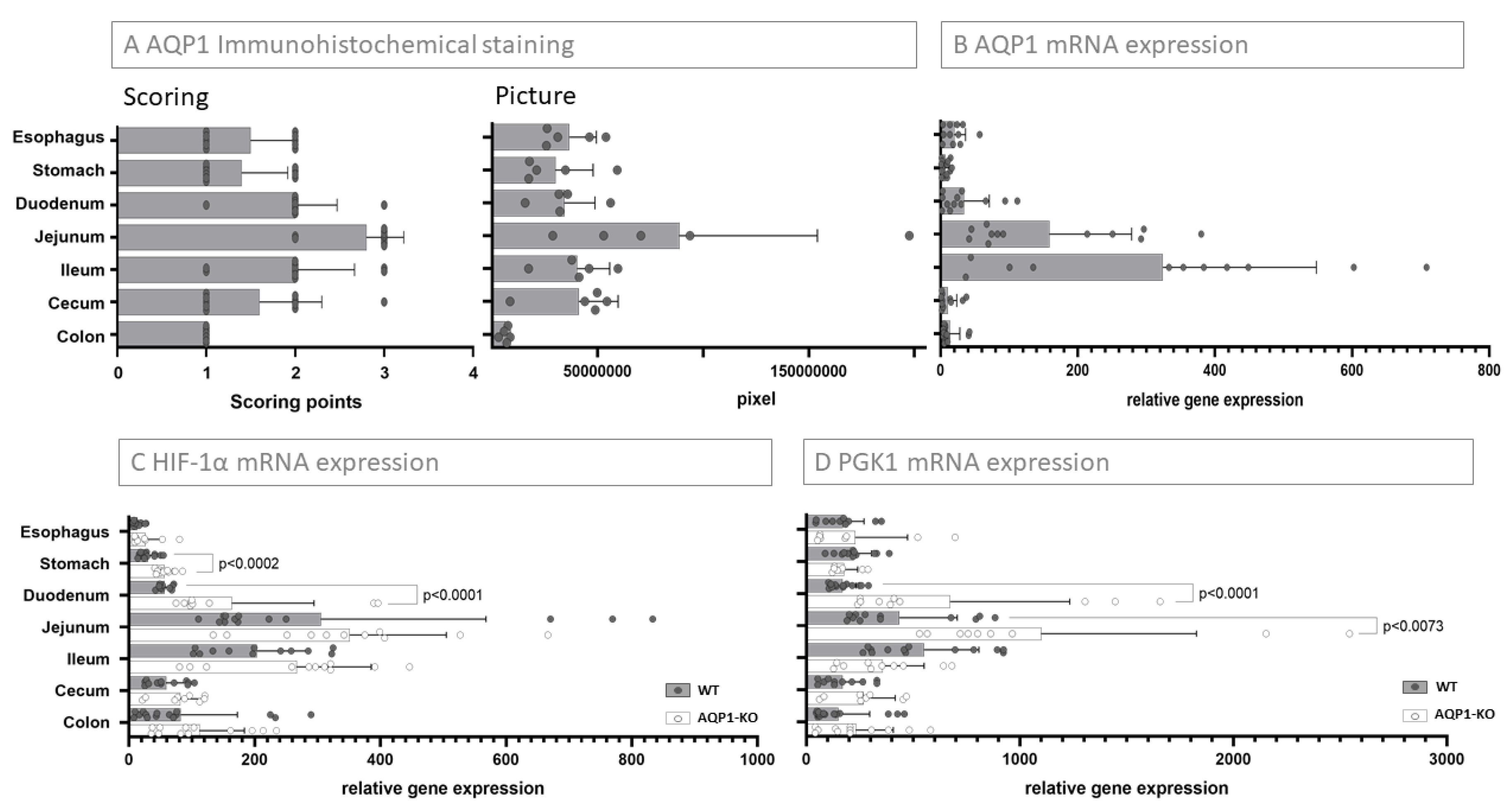 IJMS Free Full Text AQP1 In The Gastrointestinal Tract Of Mice