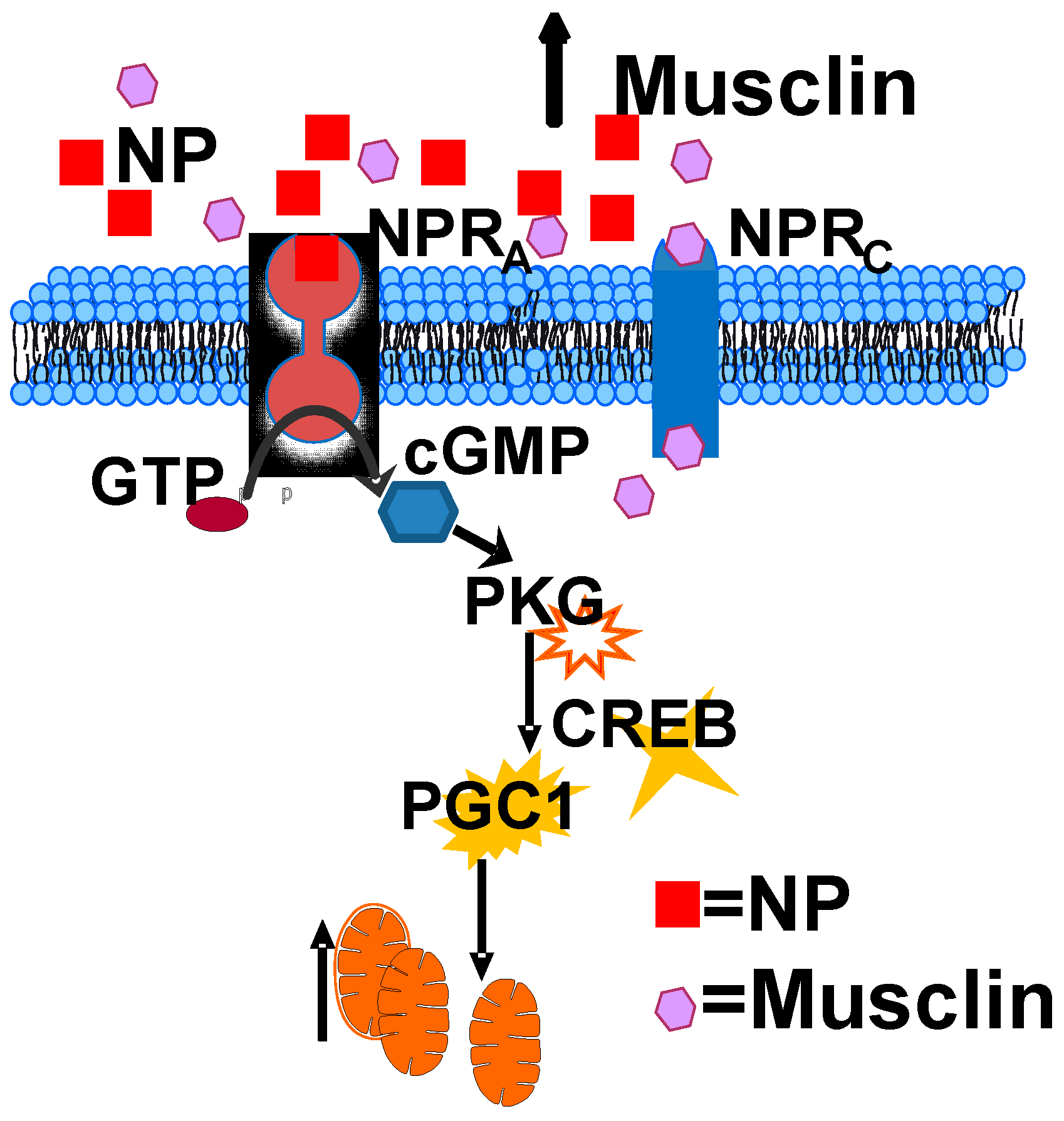 Ijms Free Full Text Myokine Musclin Is Critical For Exercise