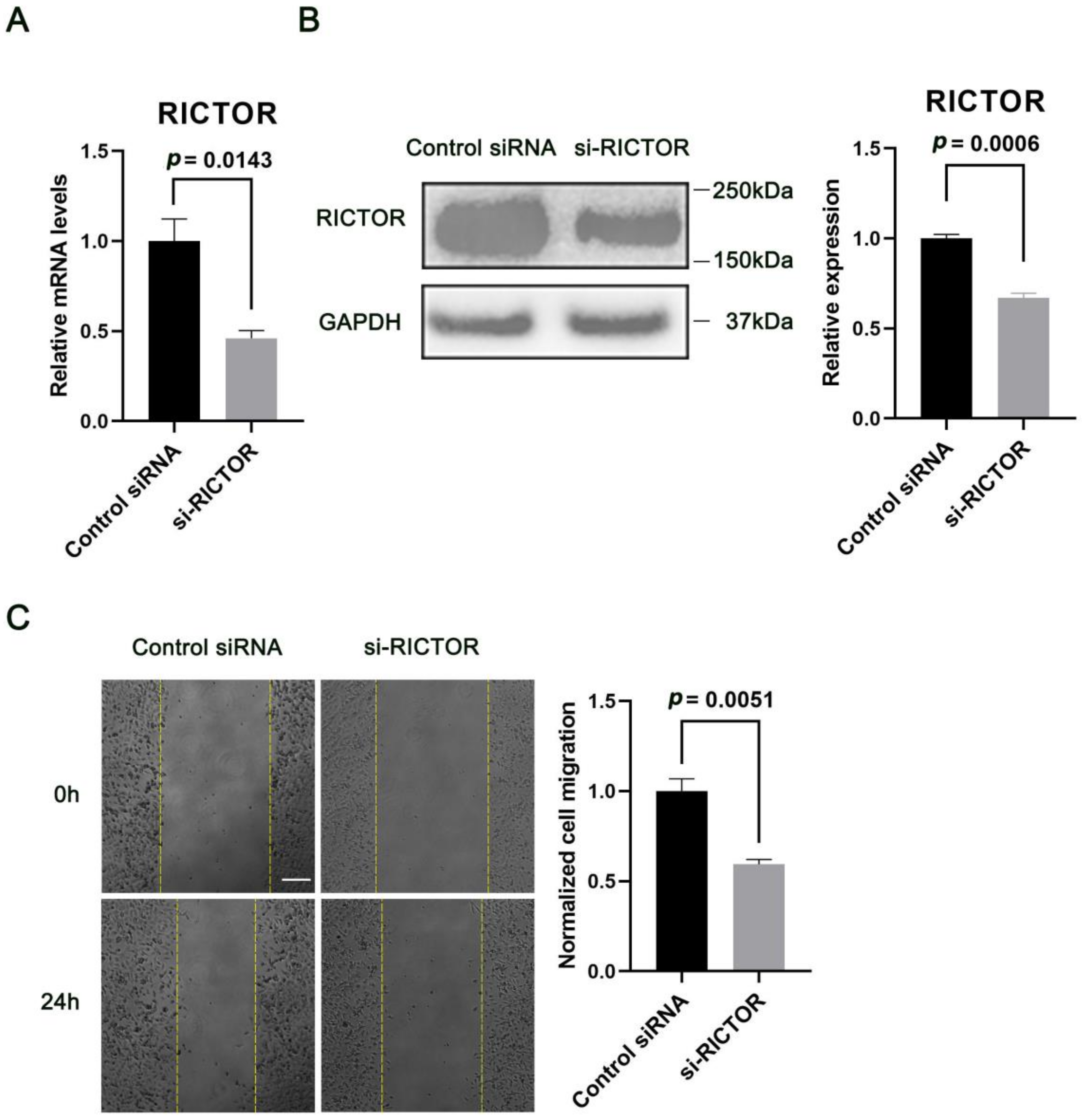 Ijms 24 06700 g004 Ijms 24 06700 g004