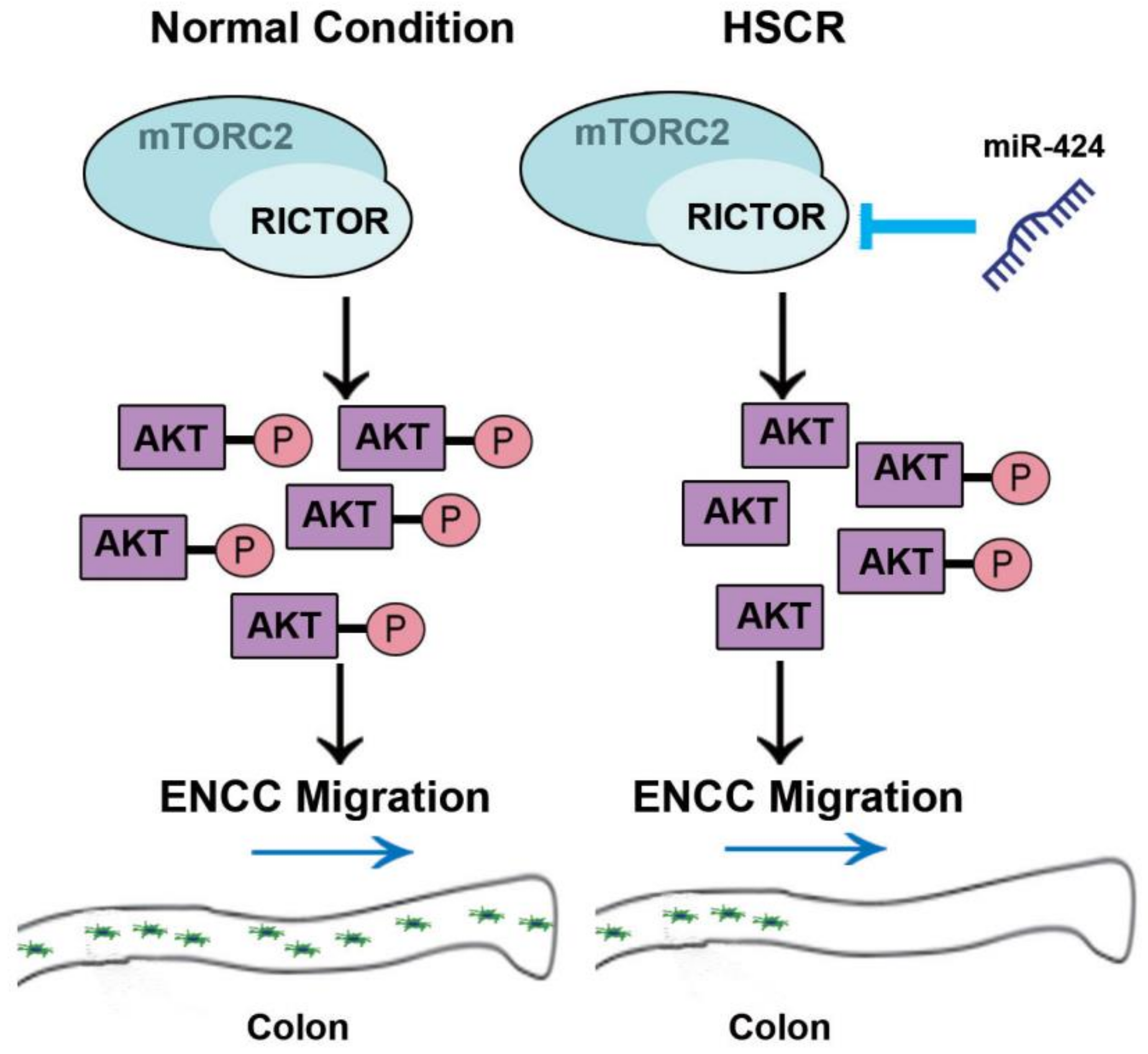 Ijms 24 06700 g009 Ijms 24 06700 g009