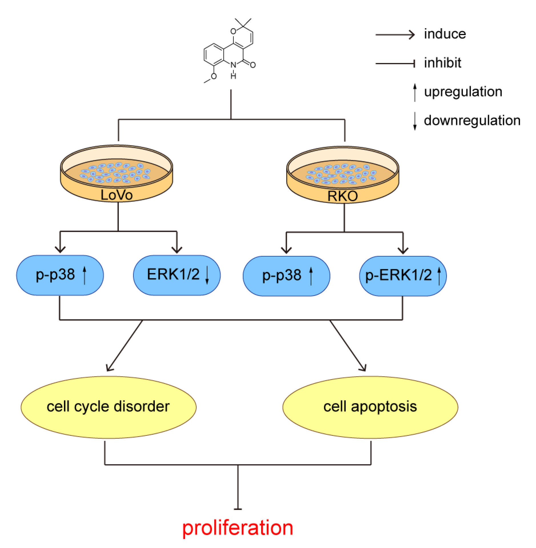 Methoxyflindersine Induced Apoptosis And Cell Cycle Disorder