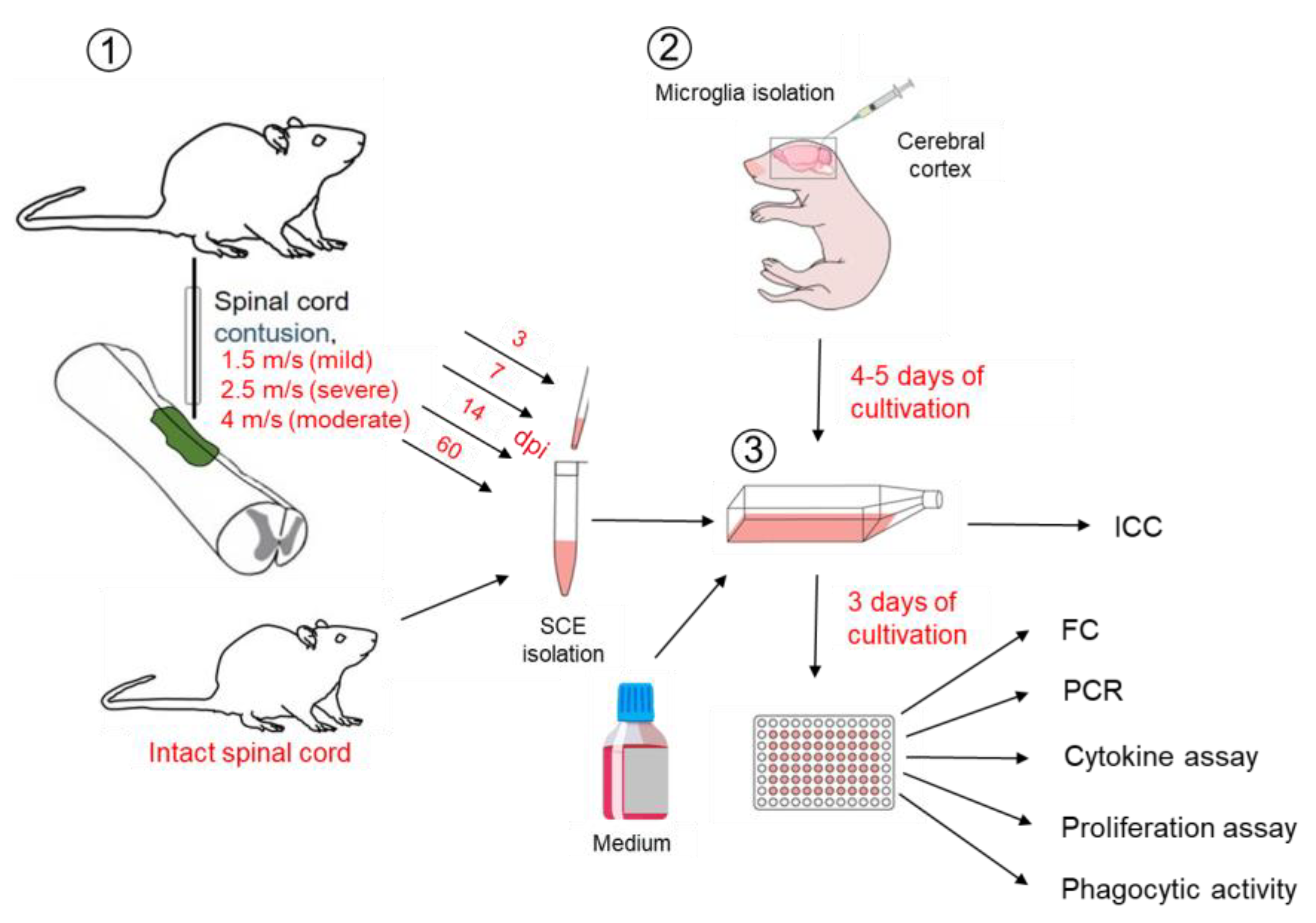 Ijms Free Full Text Severity And Time Dependent Activation Of