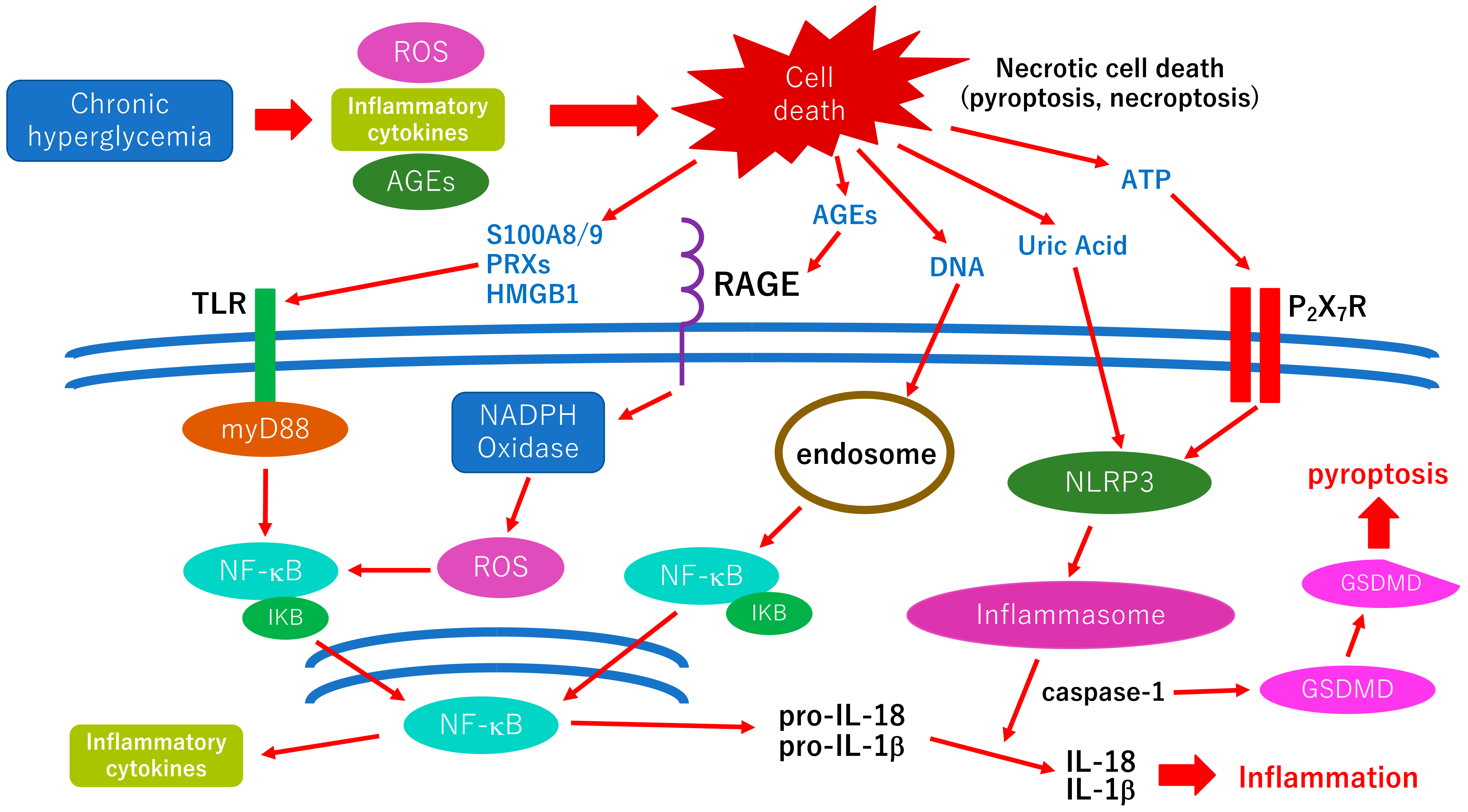 Diabetic Neuropathy Of The Retina And Inflammation Perspectives