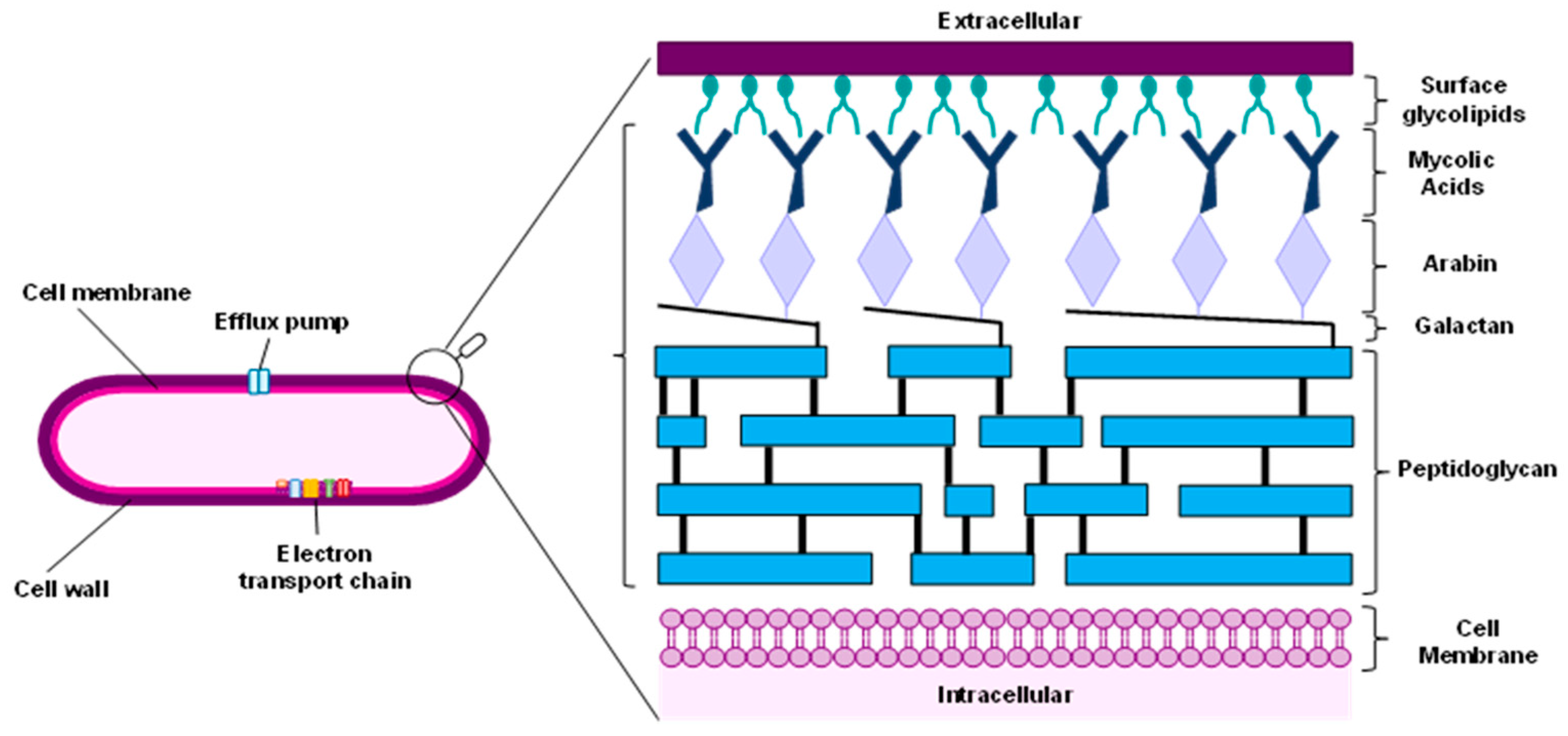 IJMS Free Full Text Target Identification In Anti Tuberculosis Drug