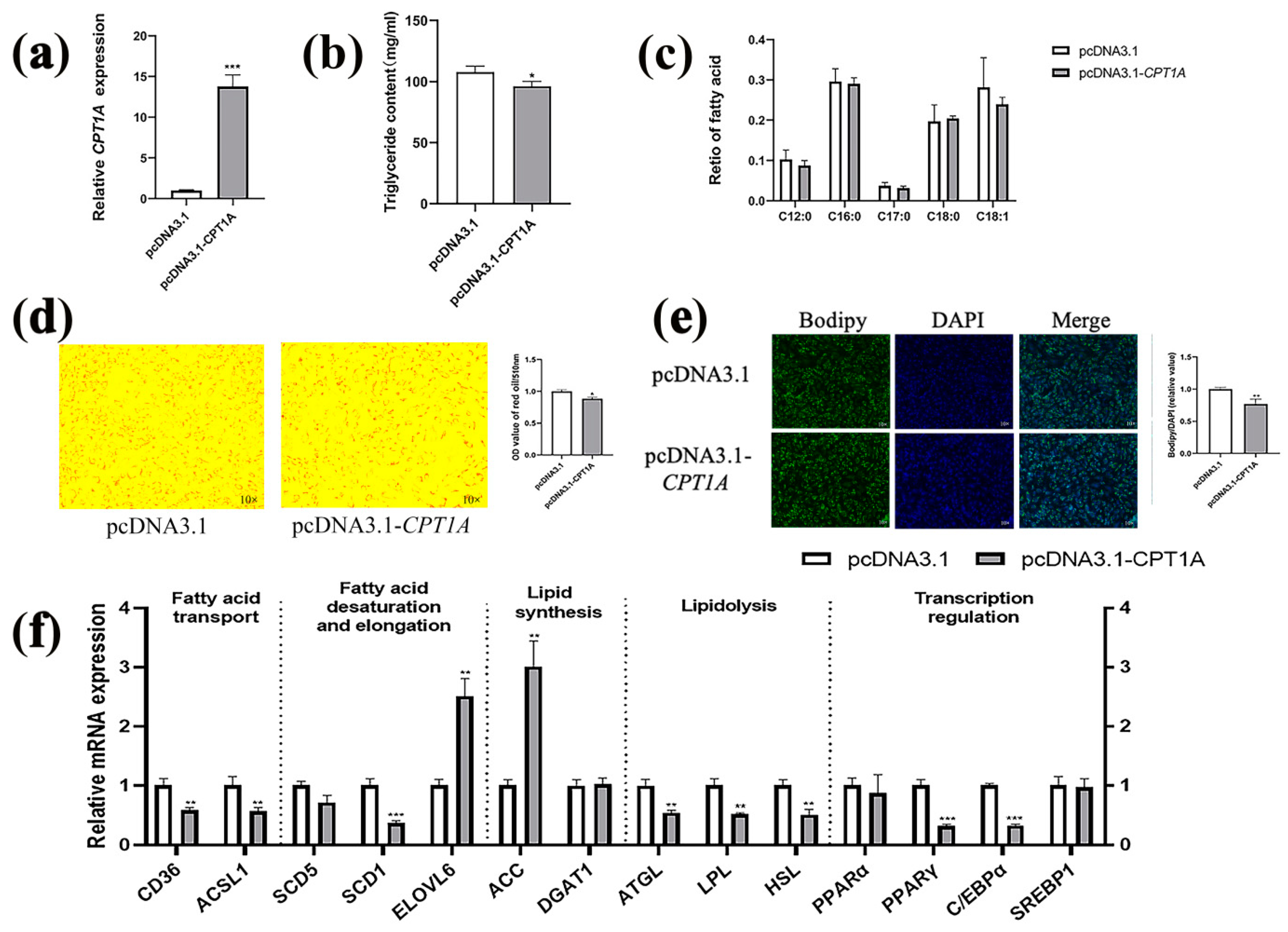 Ijms Free Full Text Expression Variation Of Cpt A Induces Lipid