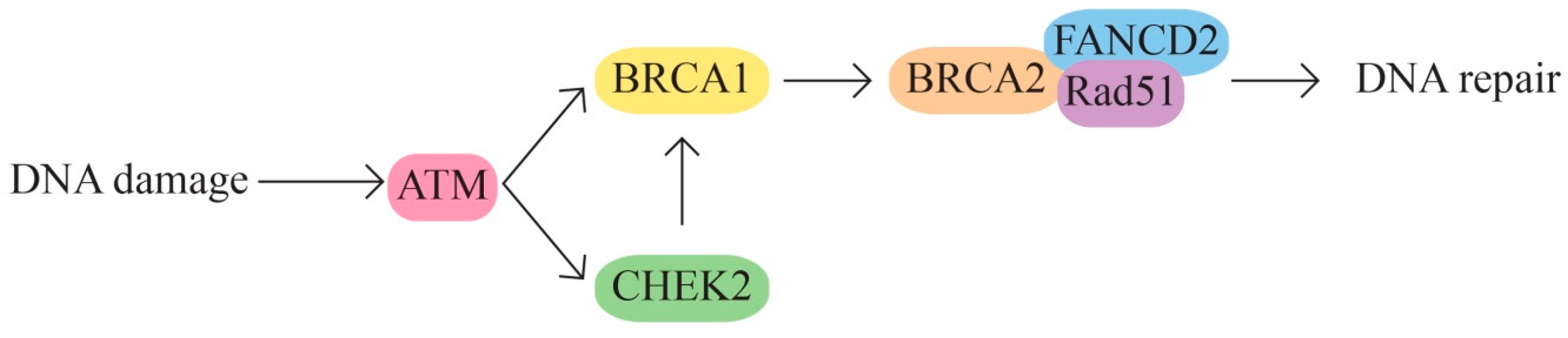 Ijms 24 15987 g001 Ijms 24 15987 g001