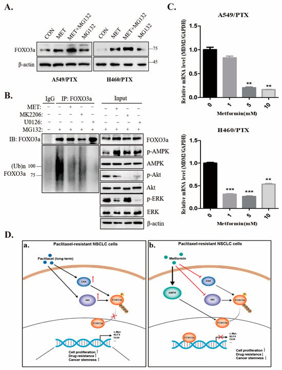 Ijms Free Full Text Metformin Suppresses Stemness Of Non Small Cell