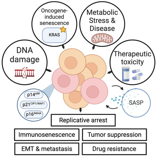 IJMS Free Full Text The Role Of Aging And Senescence In Immune