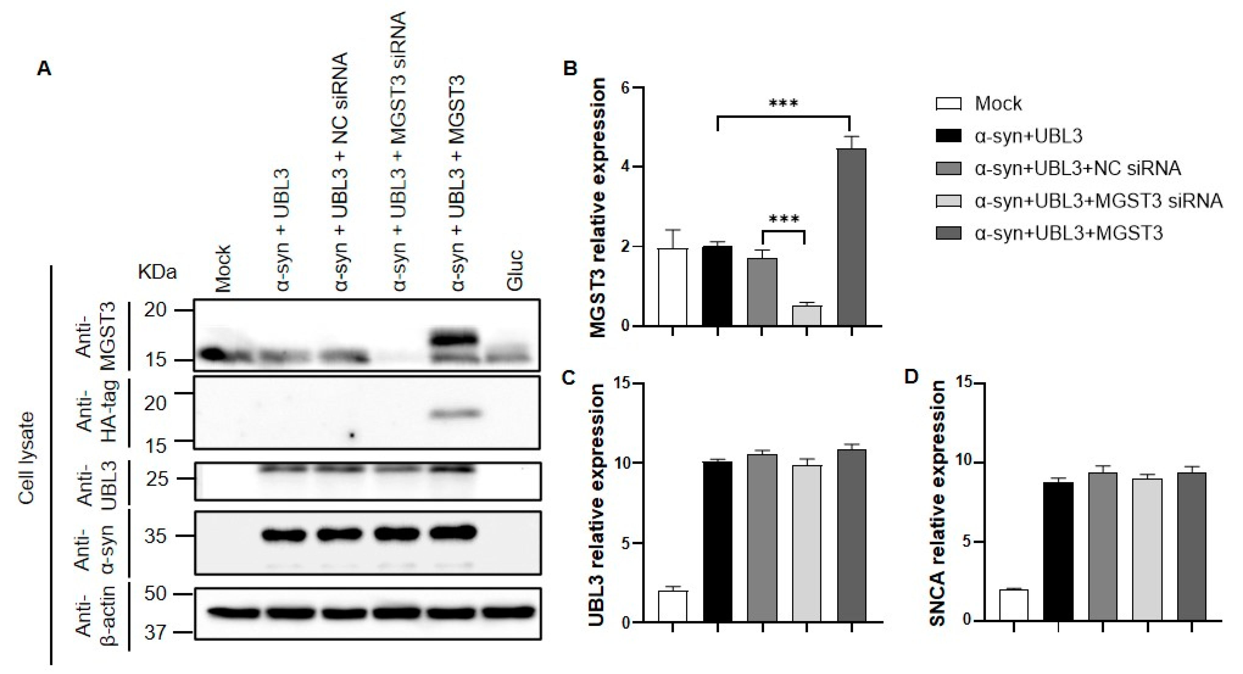 Ijms Free Full Text Alpha Synuclein Interaction With Ubl Is