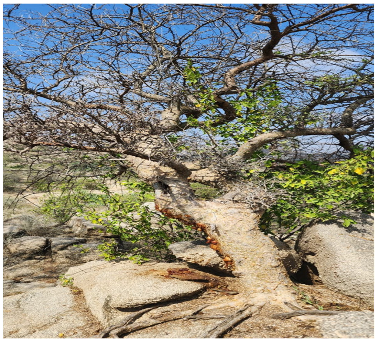 Ijms 26 08050 g002 Ijms 26 08050 g002