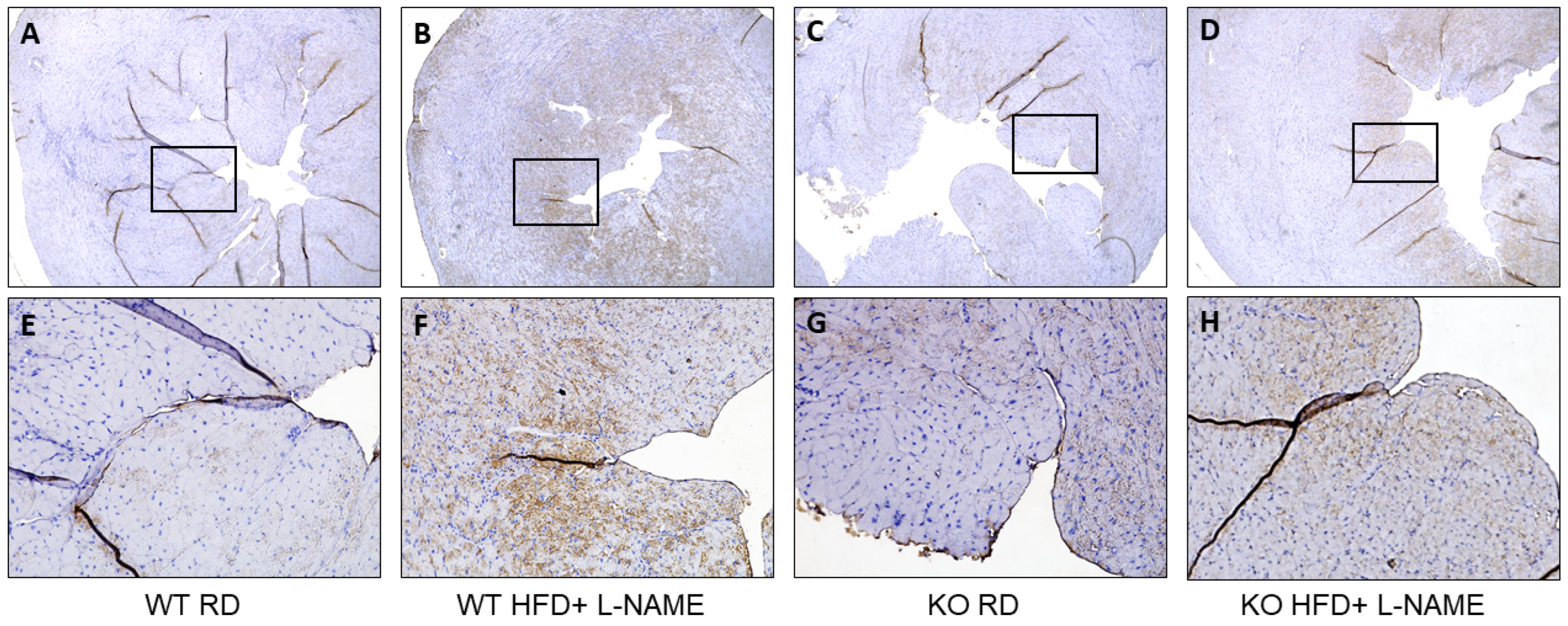 Ijms 26 09383 g007a Ijms 26 09383 g007a