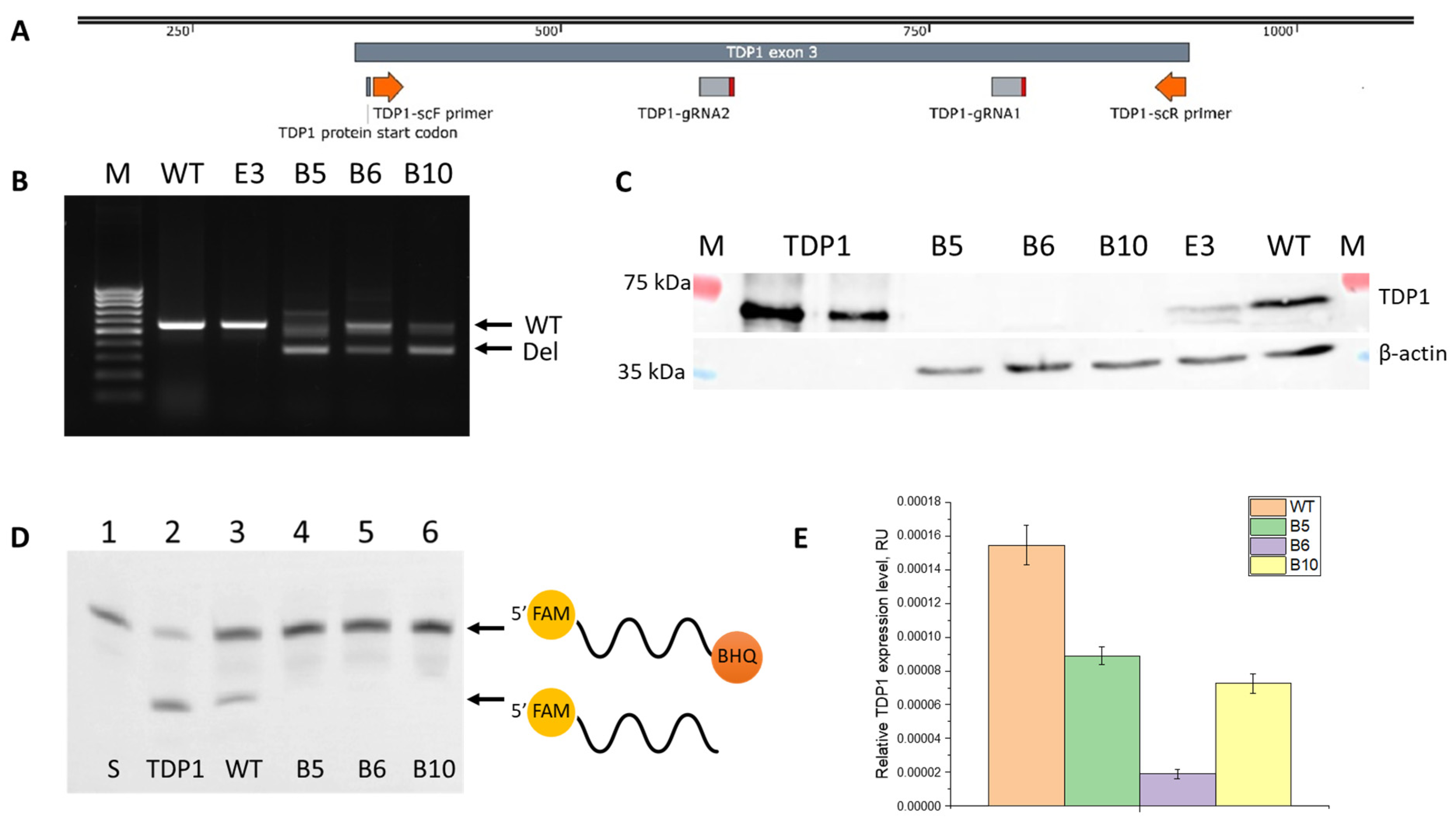 Ijms 26 10193 g001 Ijms 26 10193 g001