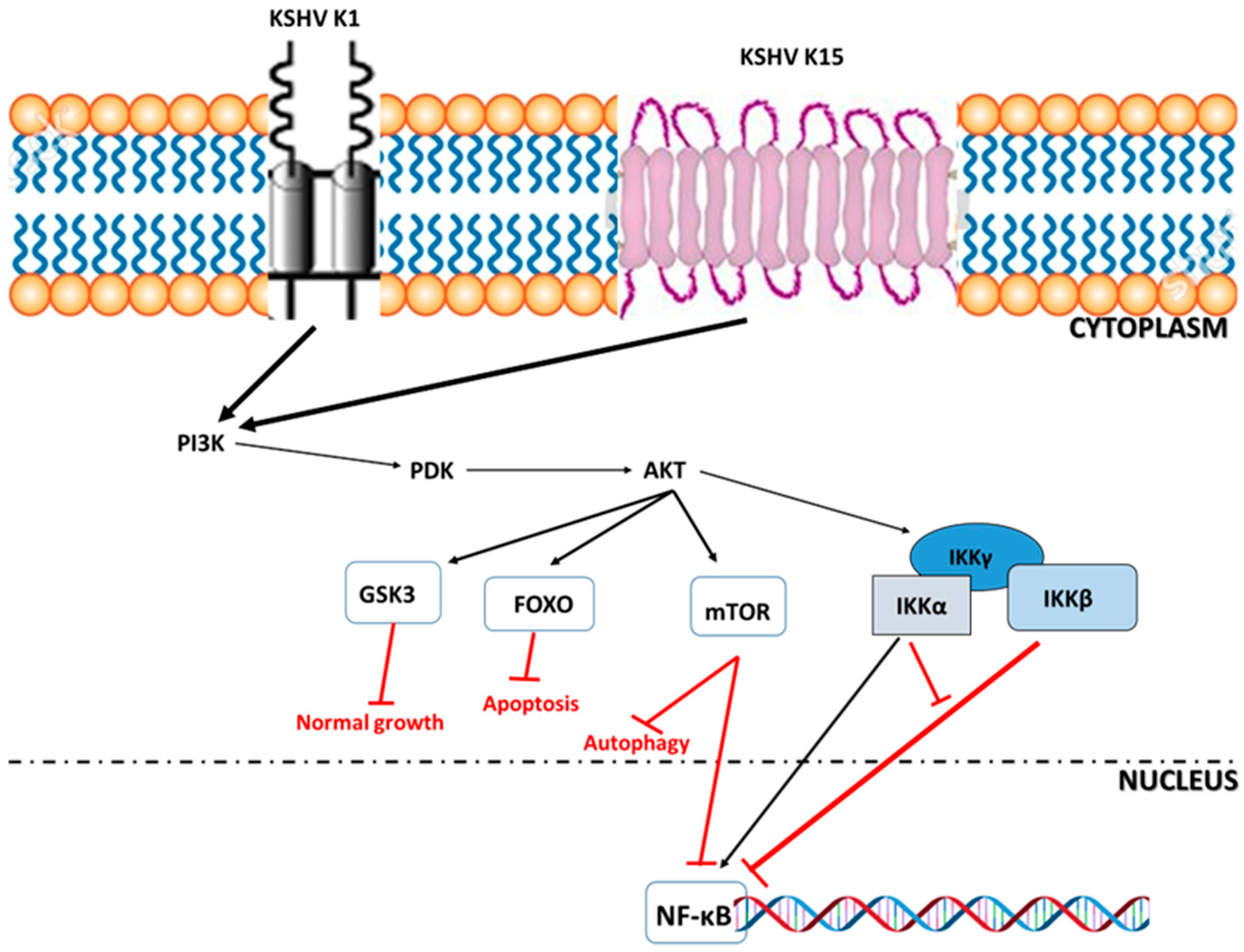 Ijms 26 10198 g002 Ijms 26 10198 g002