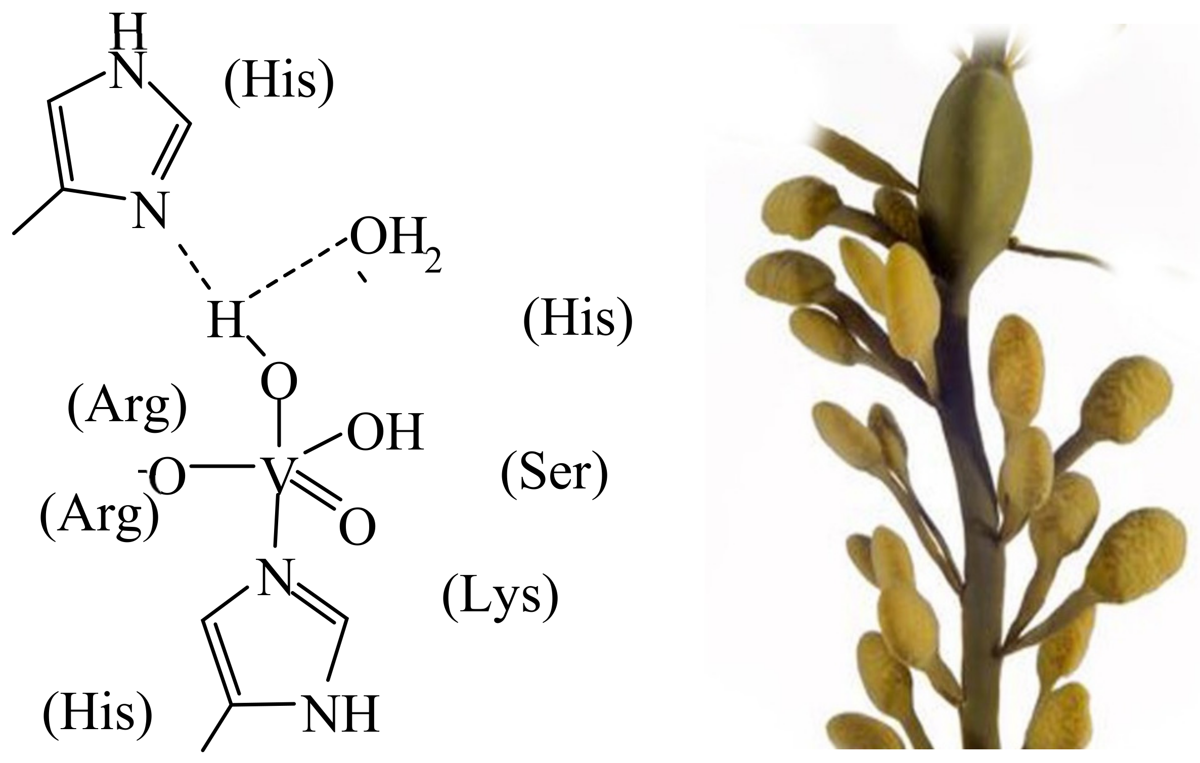 Inorganics 11 00256 g001
