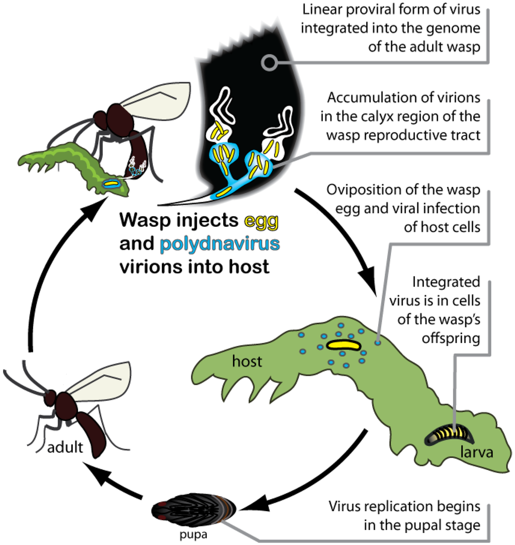 Insects, Free Full-Text