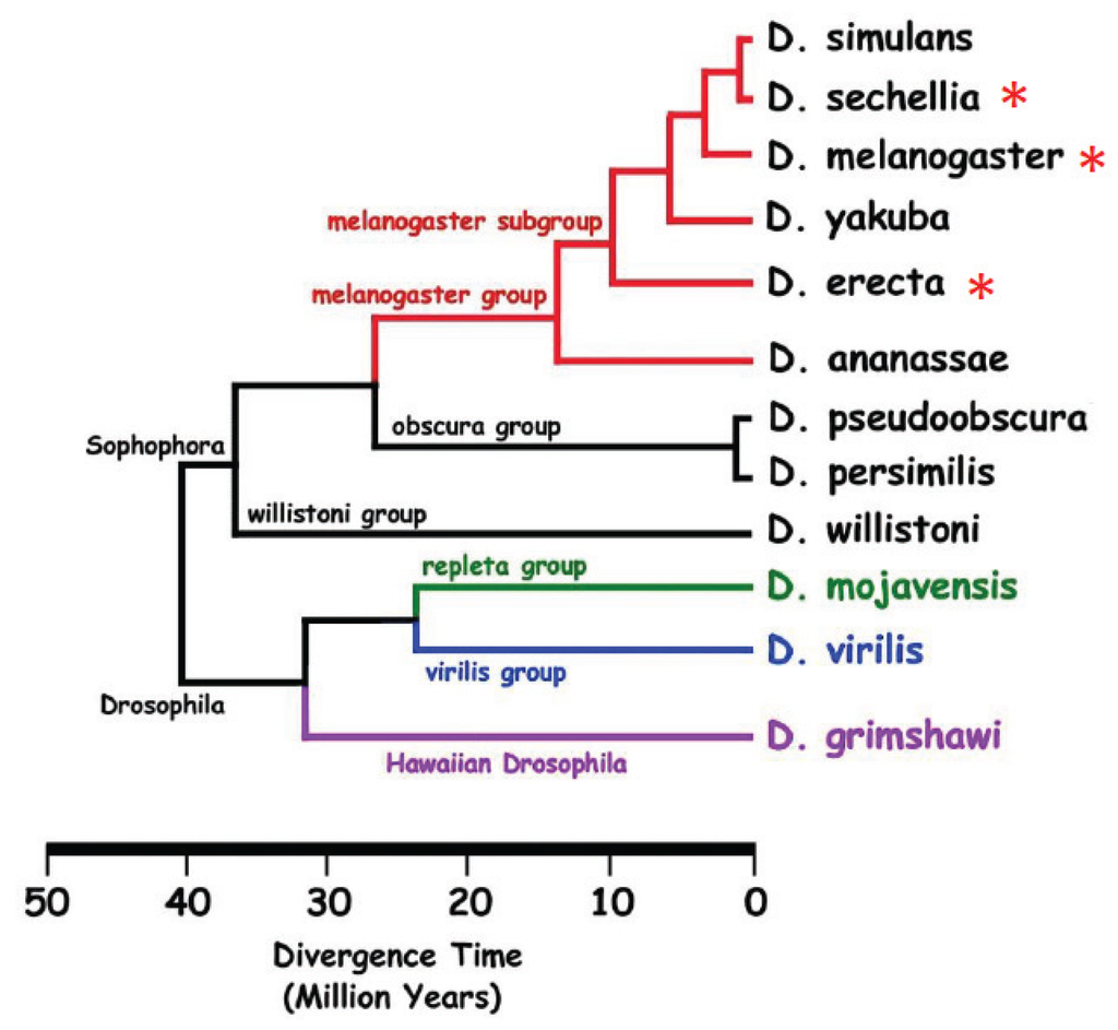 Insects Free Full Text Sexual Communication In The Drosophila Genus