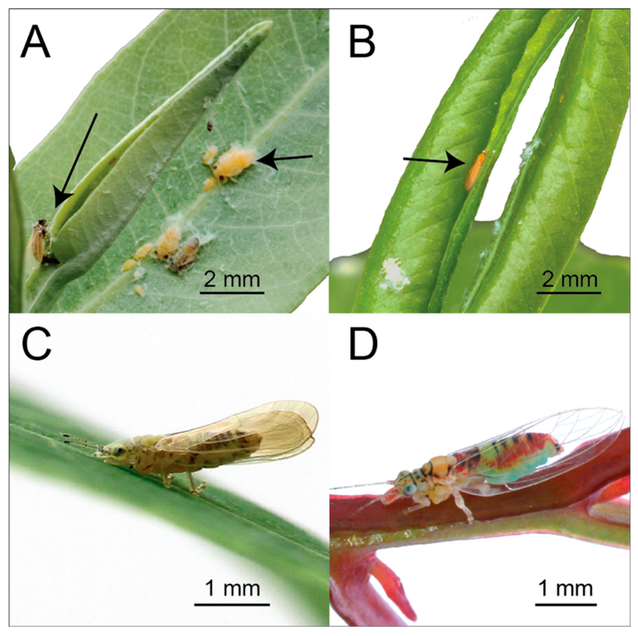 Insects 09 00166 g001