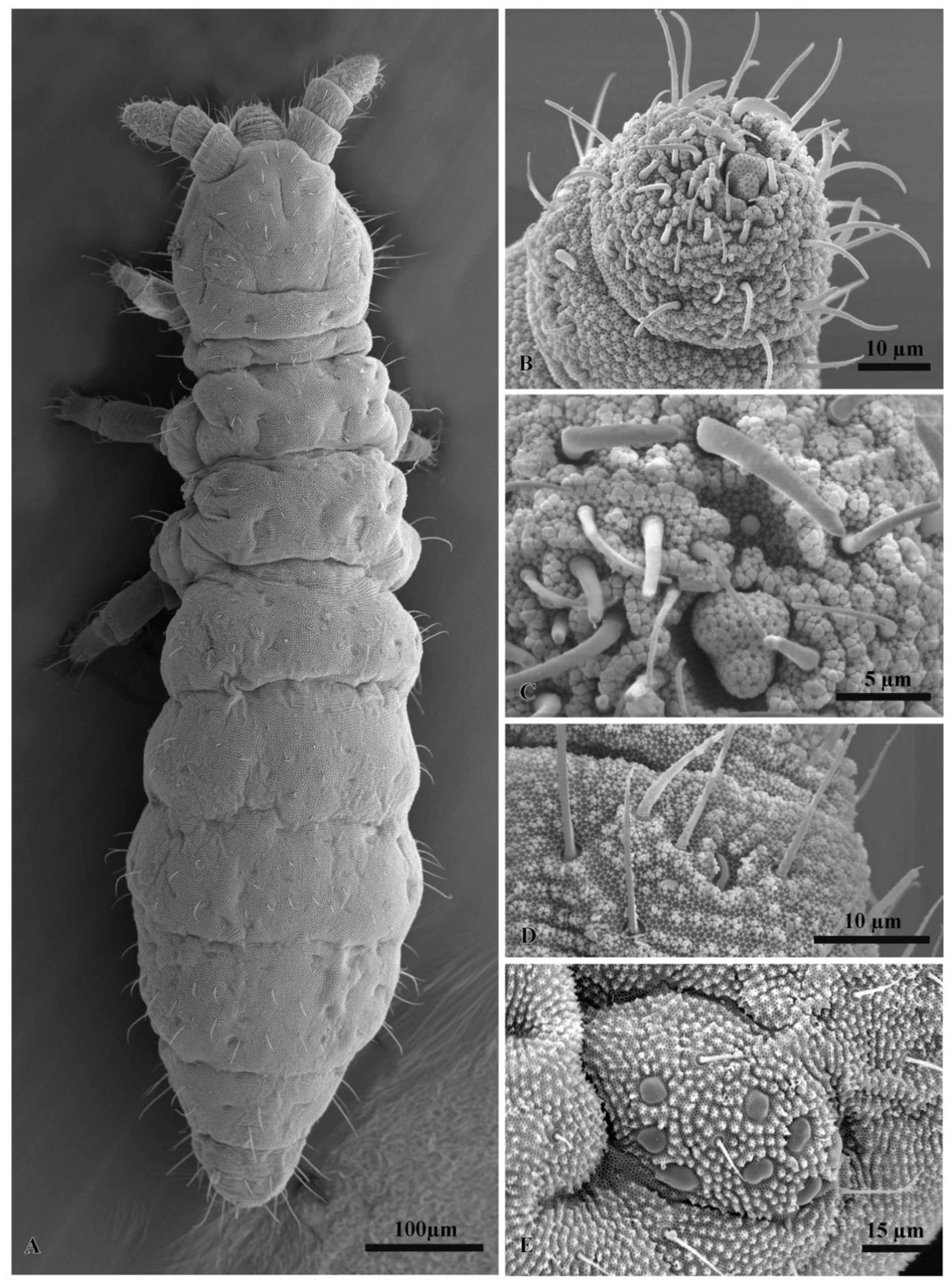 Insects 11 00141 g007